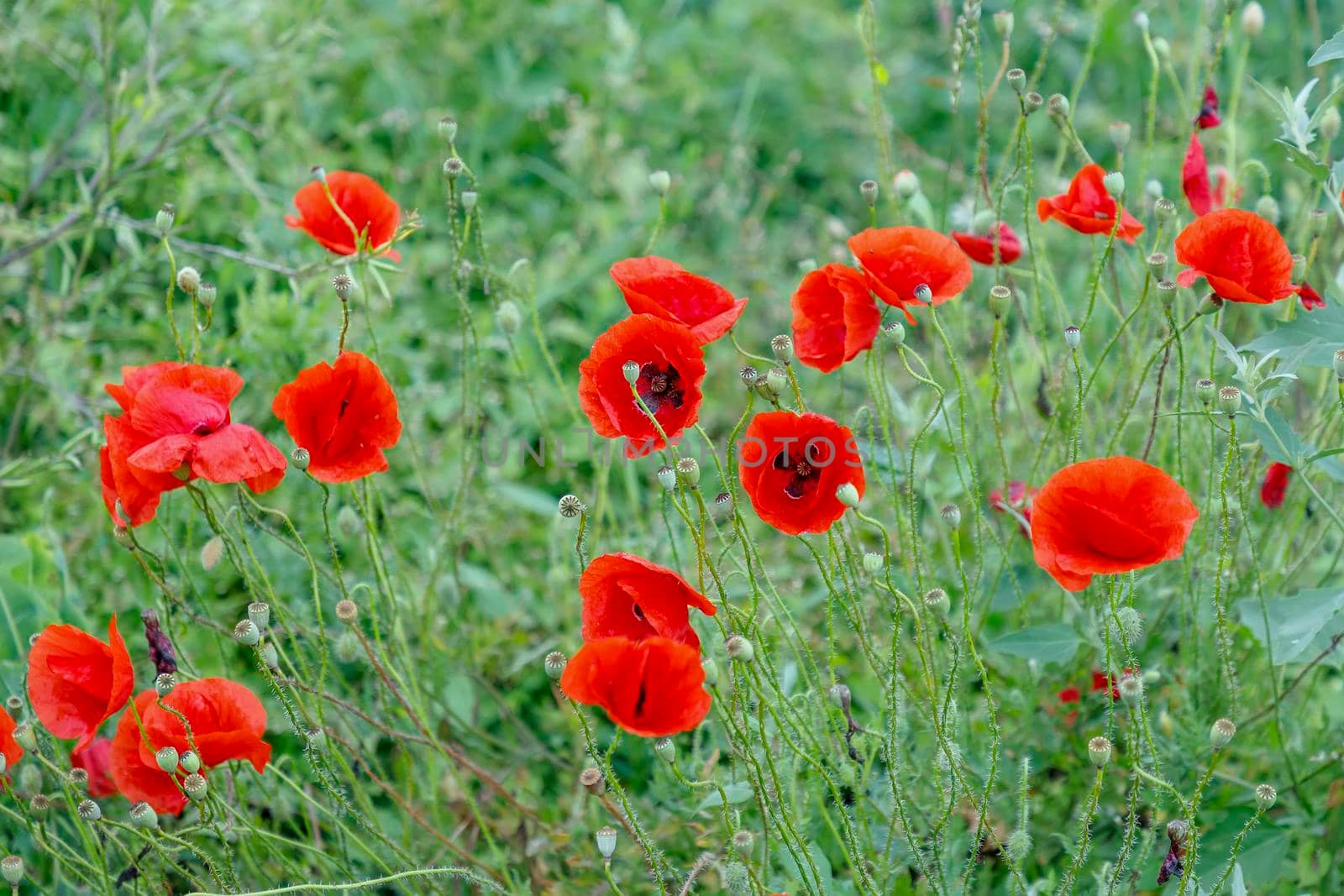 Red poppies by EdVal