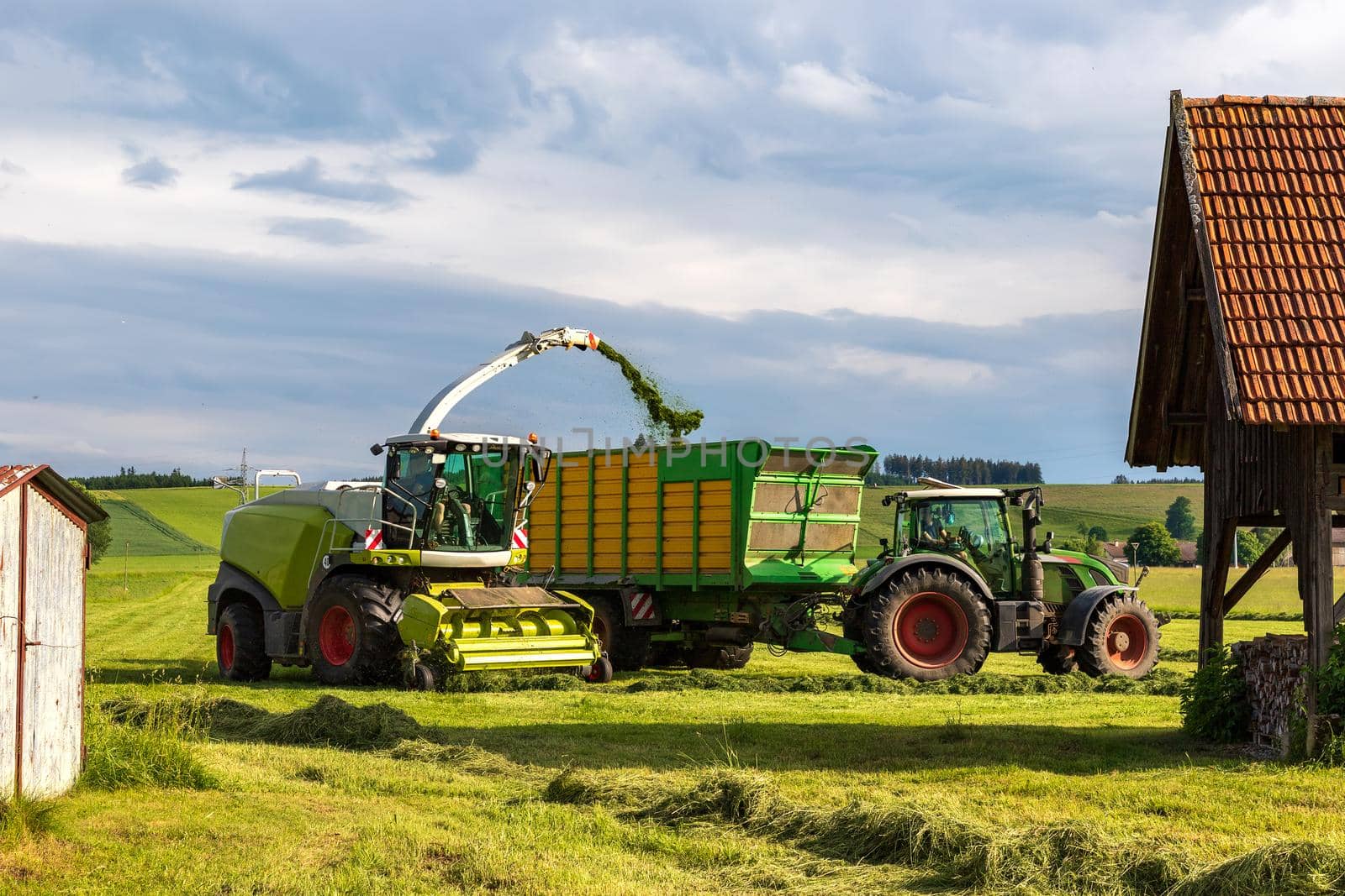 The combine pours silage into the tractor-trailer in the field. Preparing animal feed for the winter.