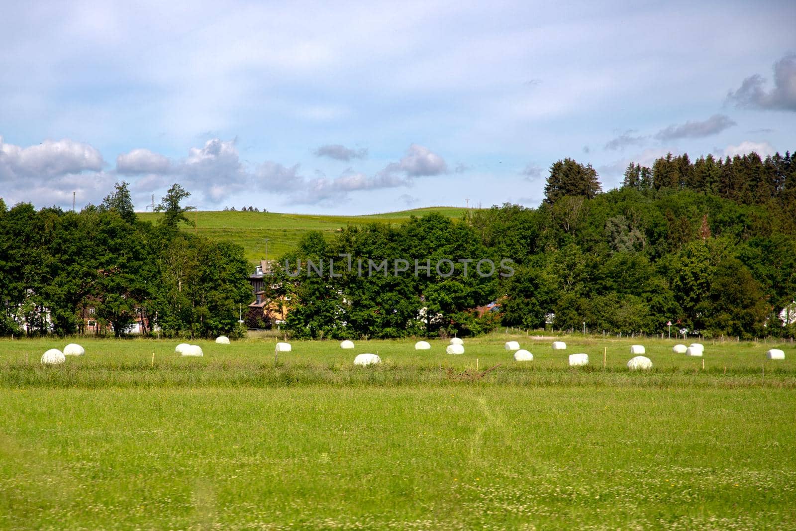 Hay bales that are packed with foil store in a meadow for winter fodder