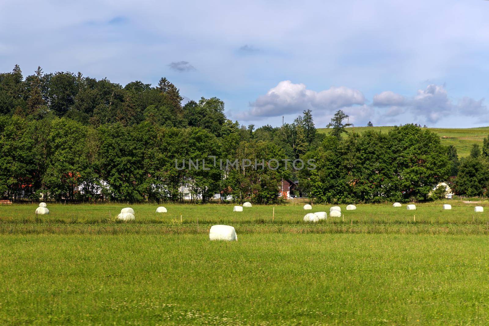 Hay bales that are packed with foil stored in a meadow for winter fodder