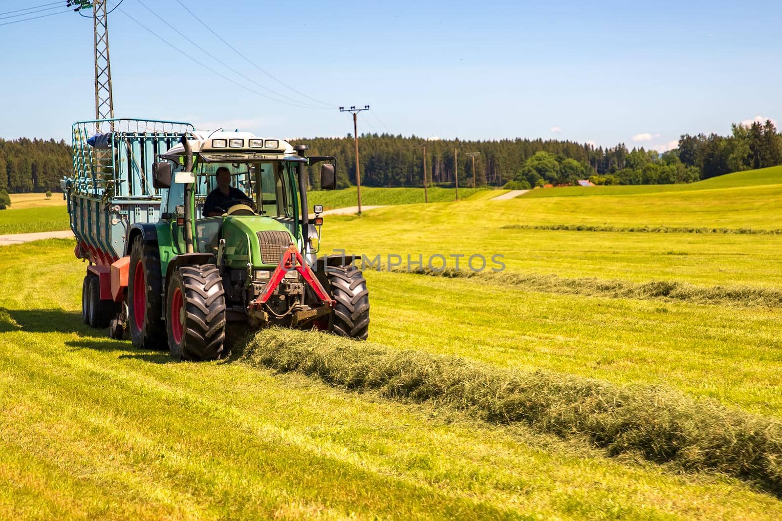 The combine pours silage into the tractor-trailer in the field. Preparing animal feed for the winter.