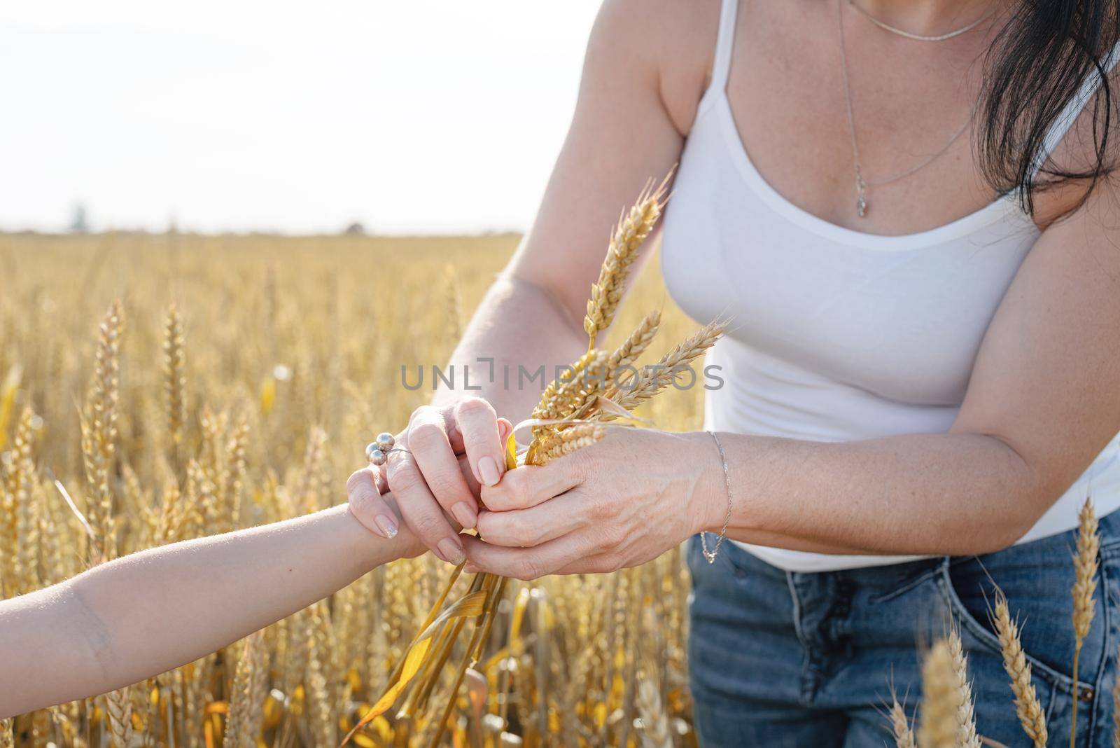 Happy family on a summer walk, close up of mother and child hands holding wheat, walking on the field