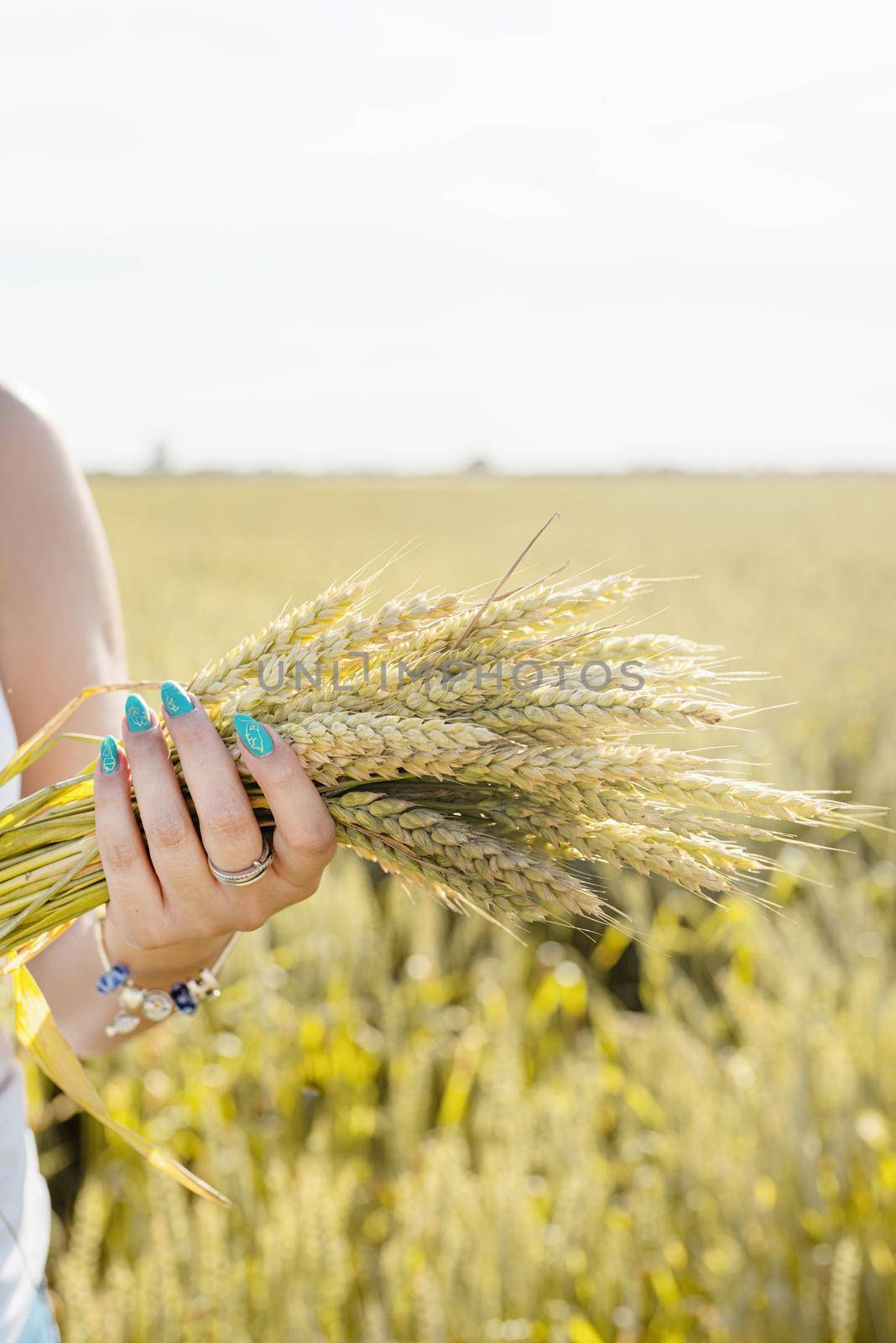 Closeup of woman hands holding wheat spikes bouquet on wheat field, copy space