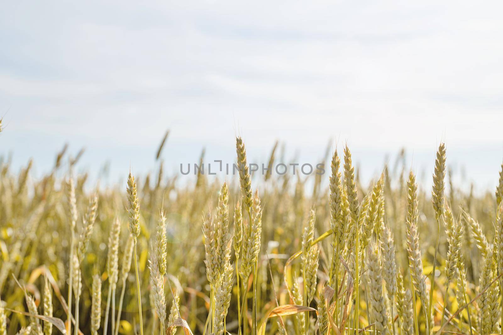 Farmland field with unripe green ears of wheat in sunny summer day.