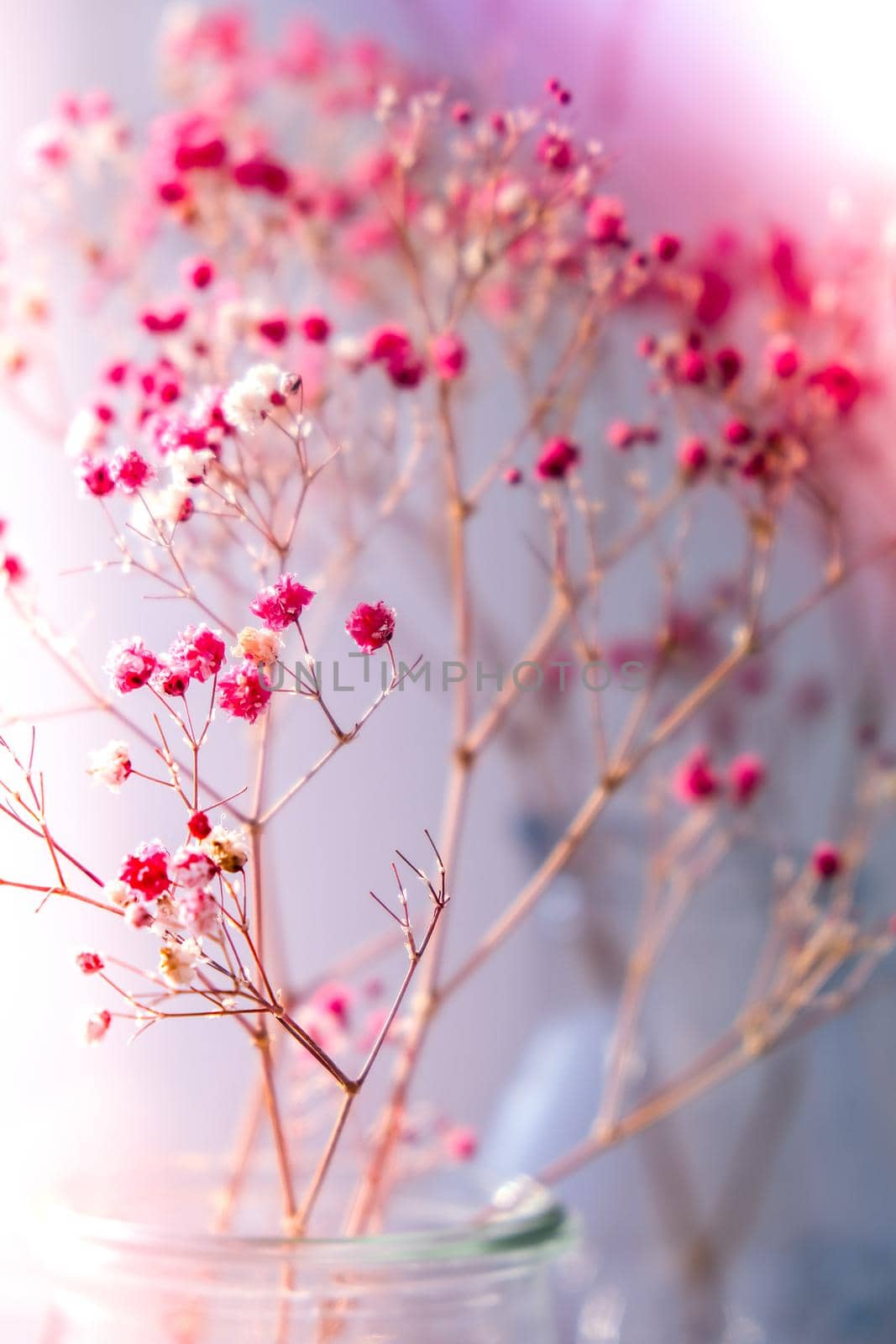 Gypsophila or baby's breath flowers Beautiful pink flower blooming with soft light. Selective focus. Spring holiday card background. Delicate aesthetics. Bloom nature backdrop.