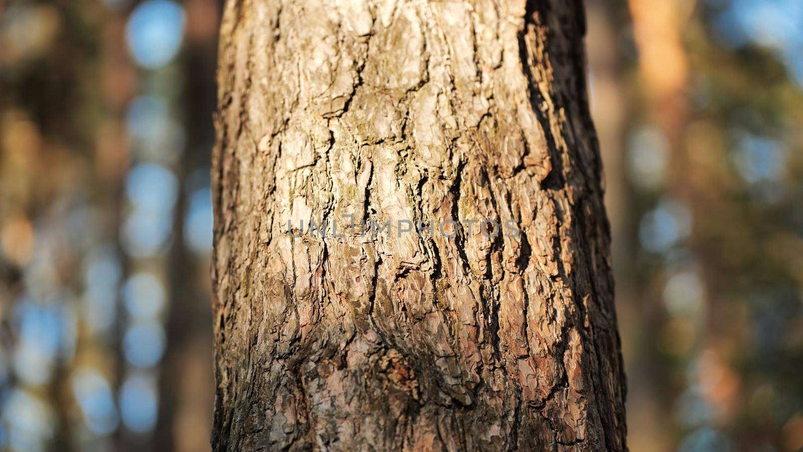 A tree trunk in the woods on a spring day. Video with a slider