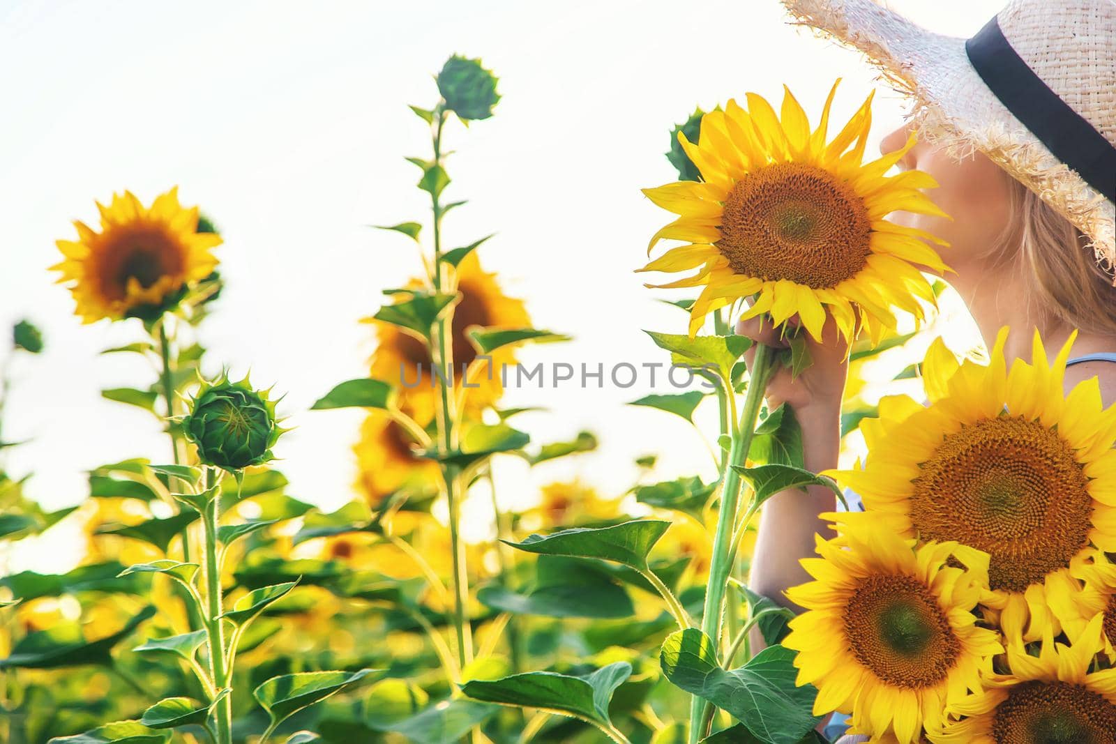 Woman in a field of sunflowers. Selective focus. by yanadjana
