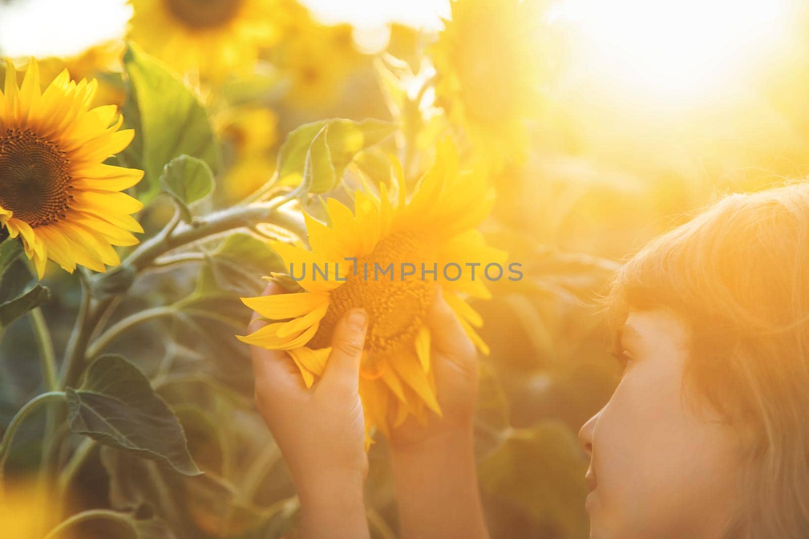Child in a field of blooming sunflowers. Selective focus. nature.