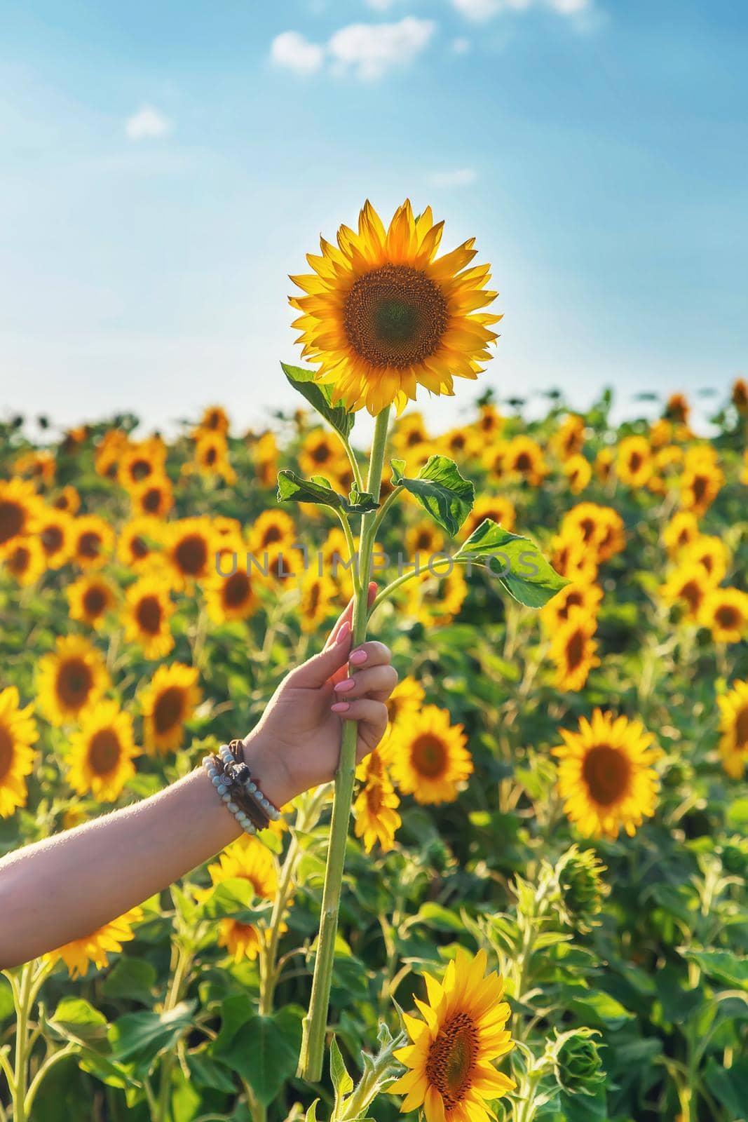 Blooming sunflowers in the hands. Selective focus. by yanadjana