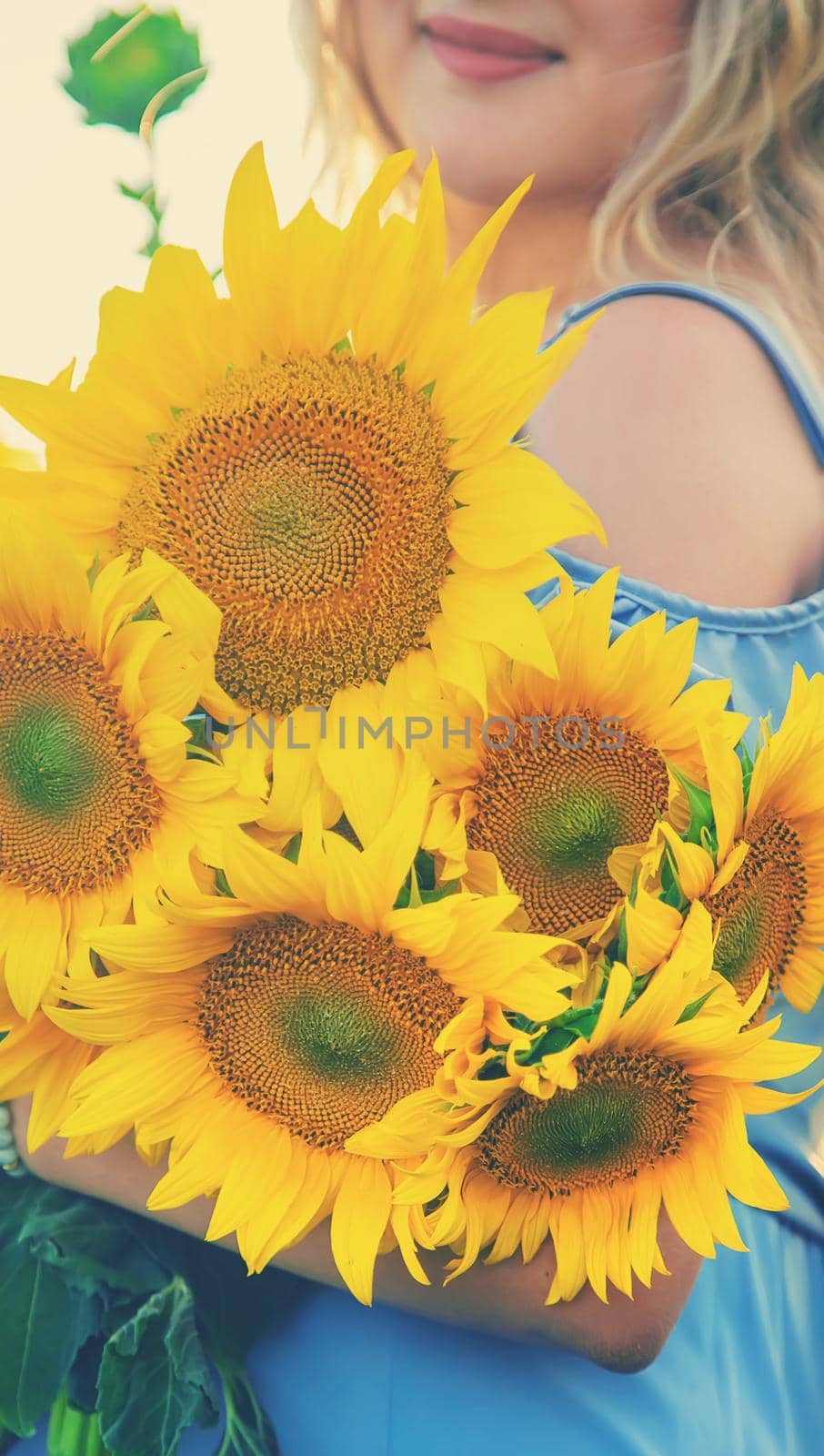 Woman in a field of sunflowers. Selective focus. by yanadjana