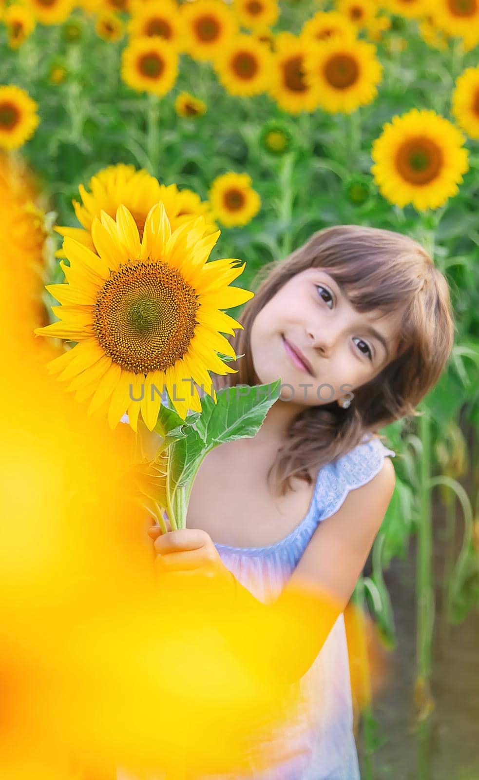 Child in a field of blooming sunflowers. Selective focus. by yanadjana