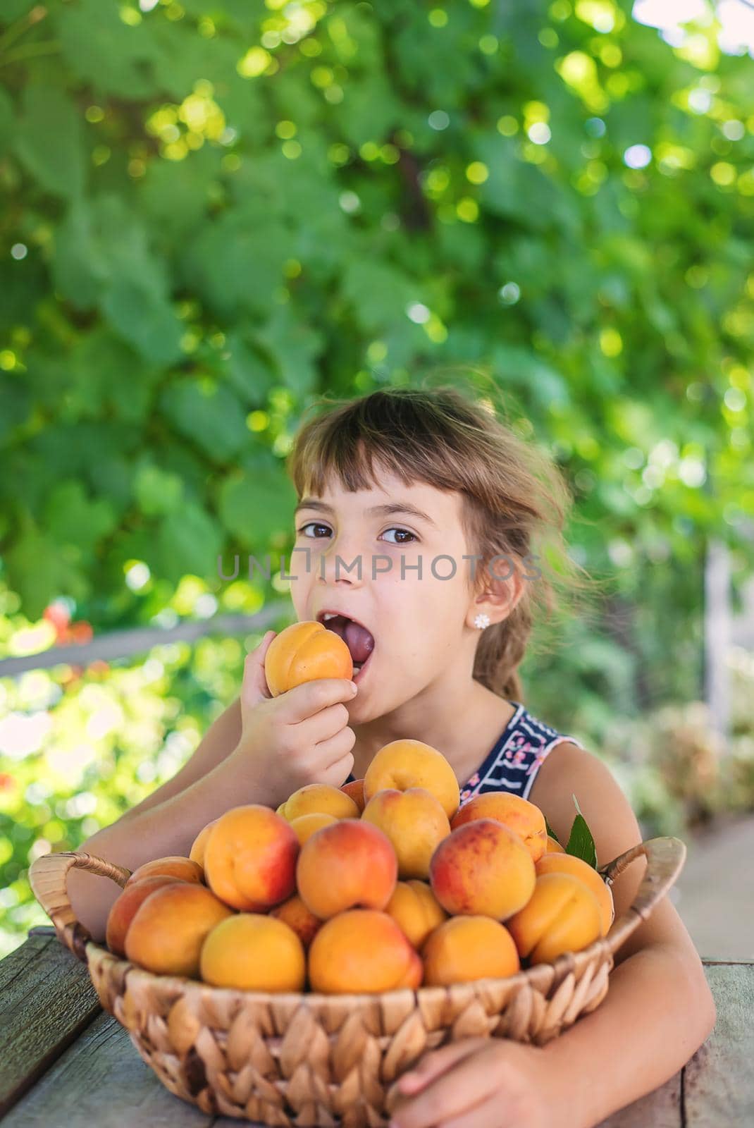 Child with apricots gardener harvest. Selective focus.