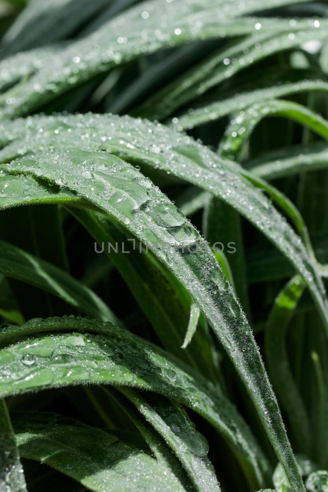 Tropical growing green flora nature texture pattern