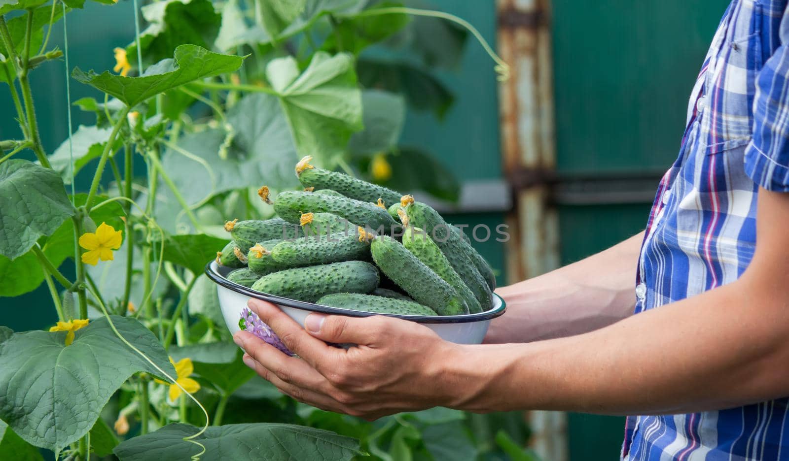 the farmer holds a bowl of freshly picked cucumbers in his hands. selective focus
