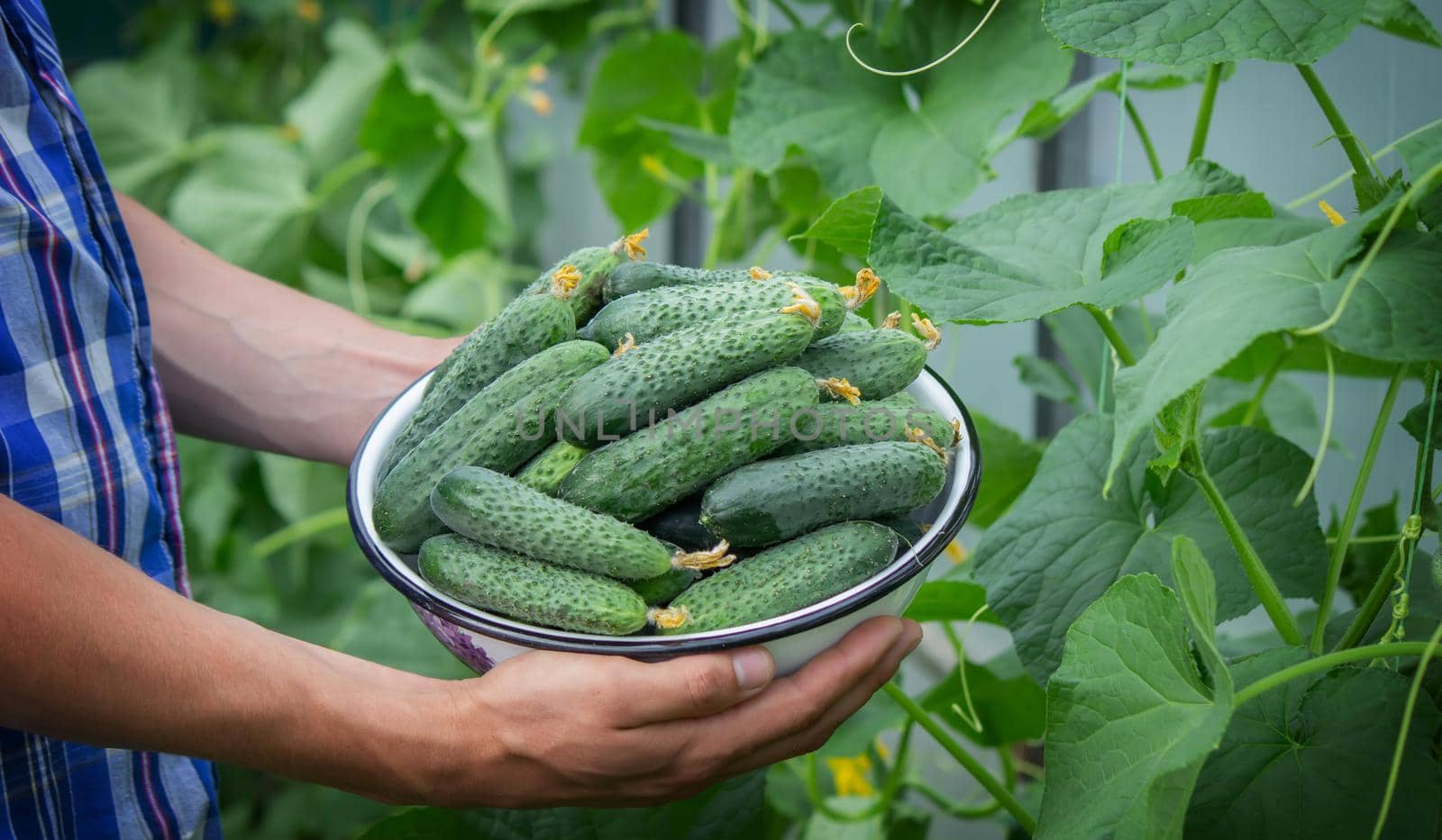 the farmer holds a bowl of freshly picked cucumbers in his hands. selective focus