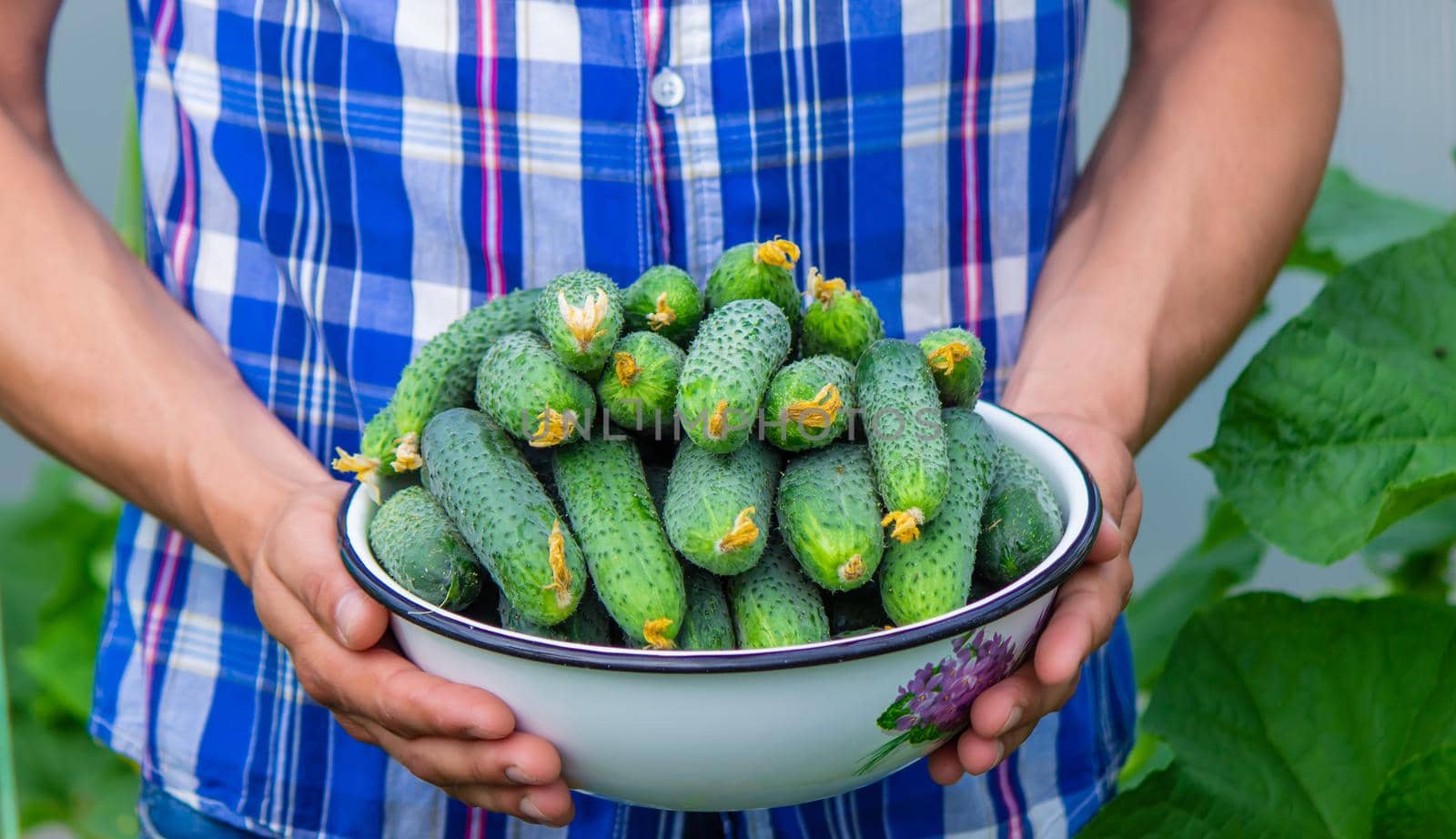 the farmer holds a bowl of freshly picked cucumbers in his hands. selective focus