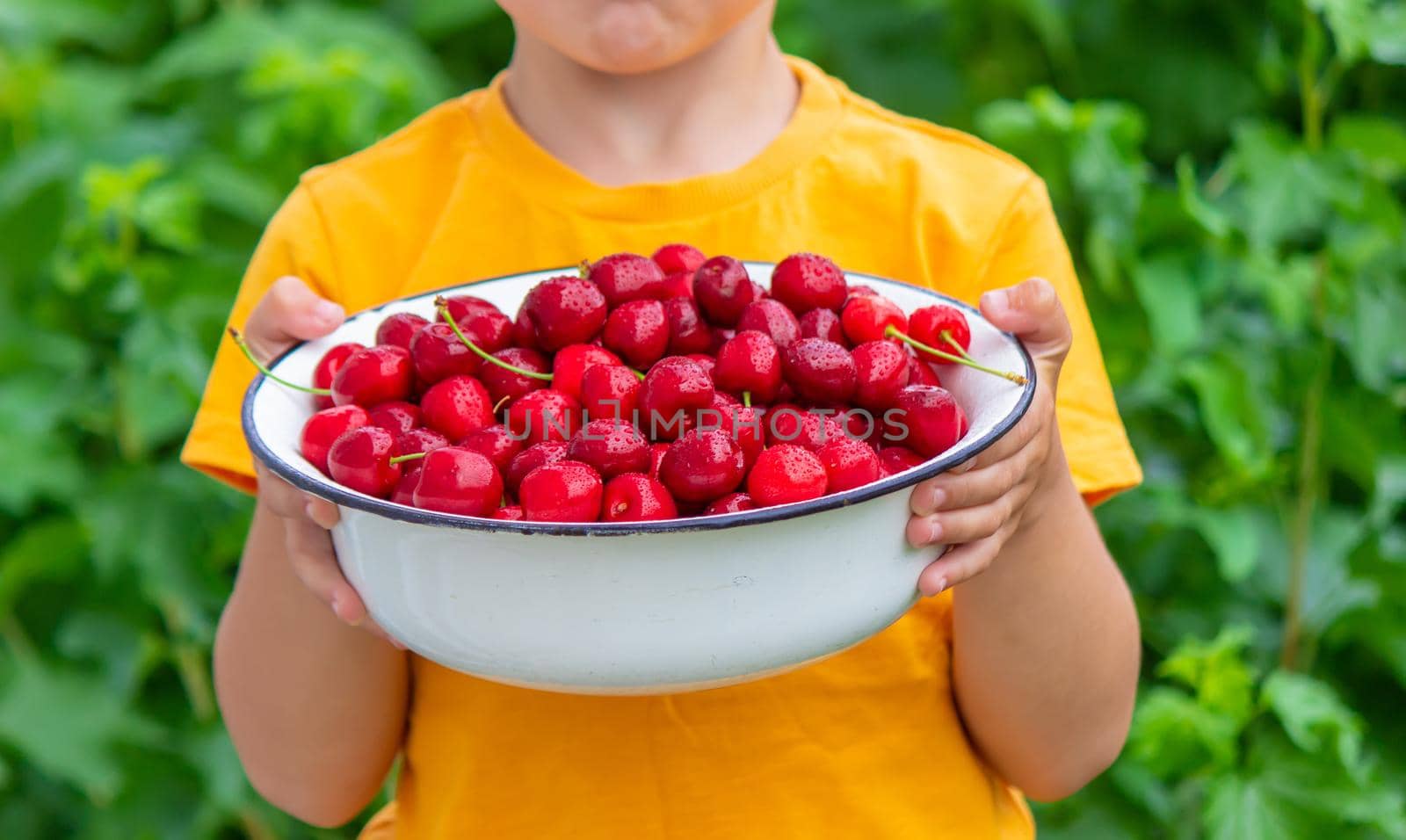 the child holds a bowl with freshly picked cherries. selective focus