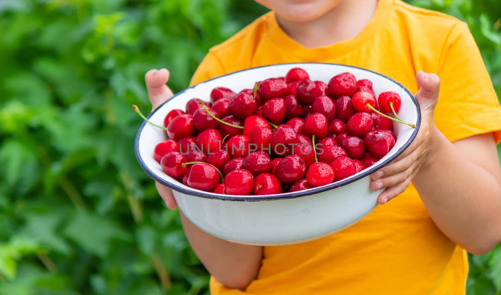 the child holds a bowl with freshly picked cherries. selective focus