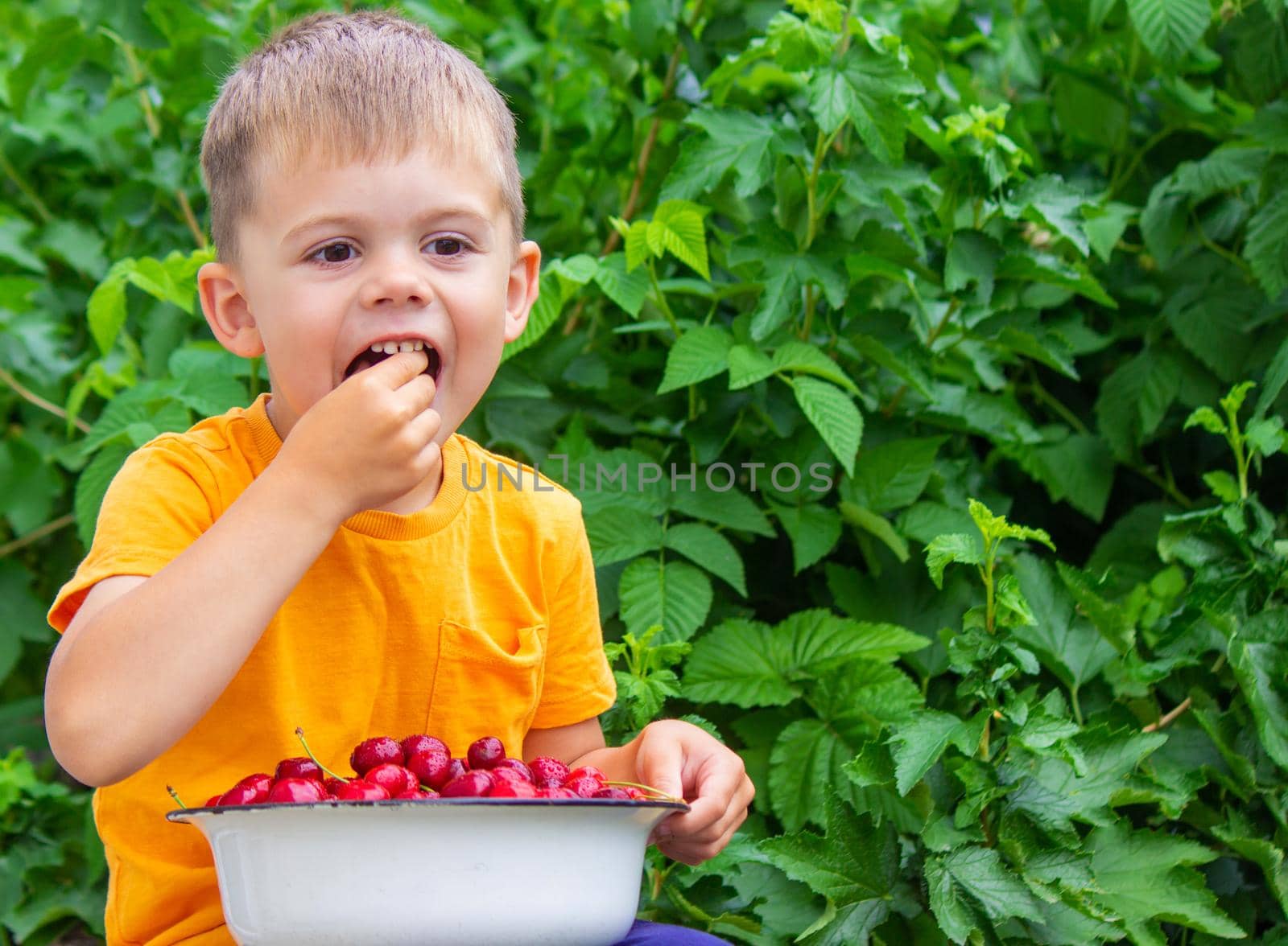 the child holds a bowl with freshly picked cherries. selective focus