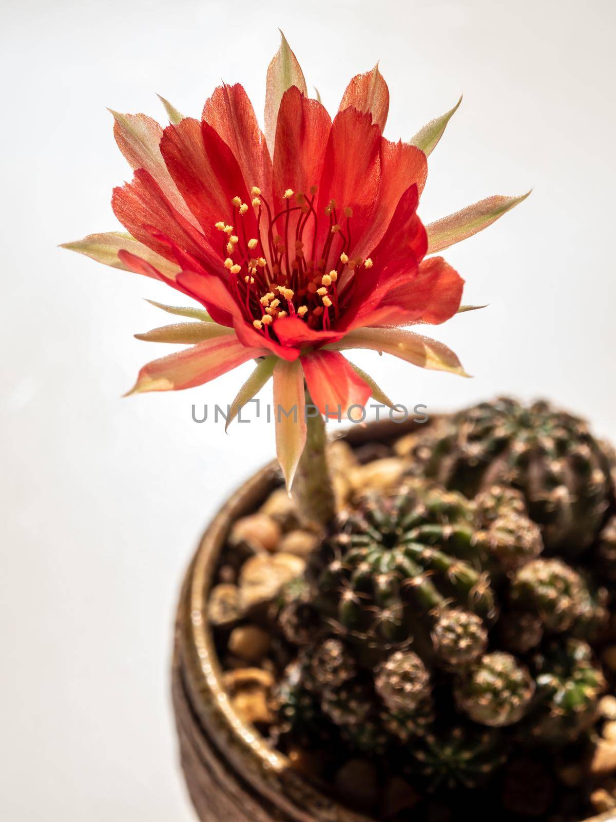 Red color delicate petal with fluffy hairy of Echinopsis Cactus flower on white background