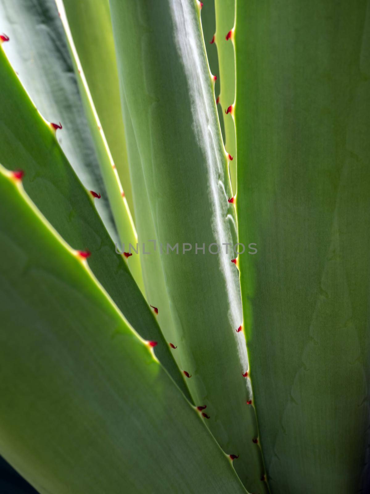 Succulent plant close-up, thorn and detail on leaves of Agave plant by Satakorn