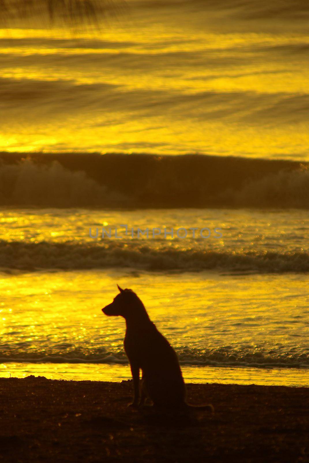 Silhouette of a dog lying on the beach and the gold light of sunset reflex on the sea surface by Satakorn