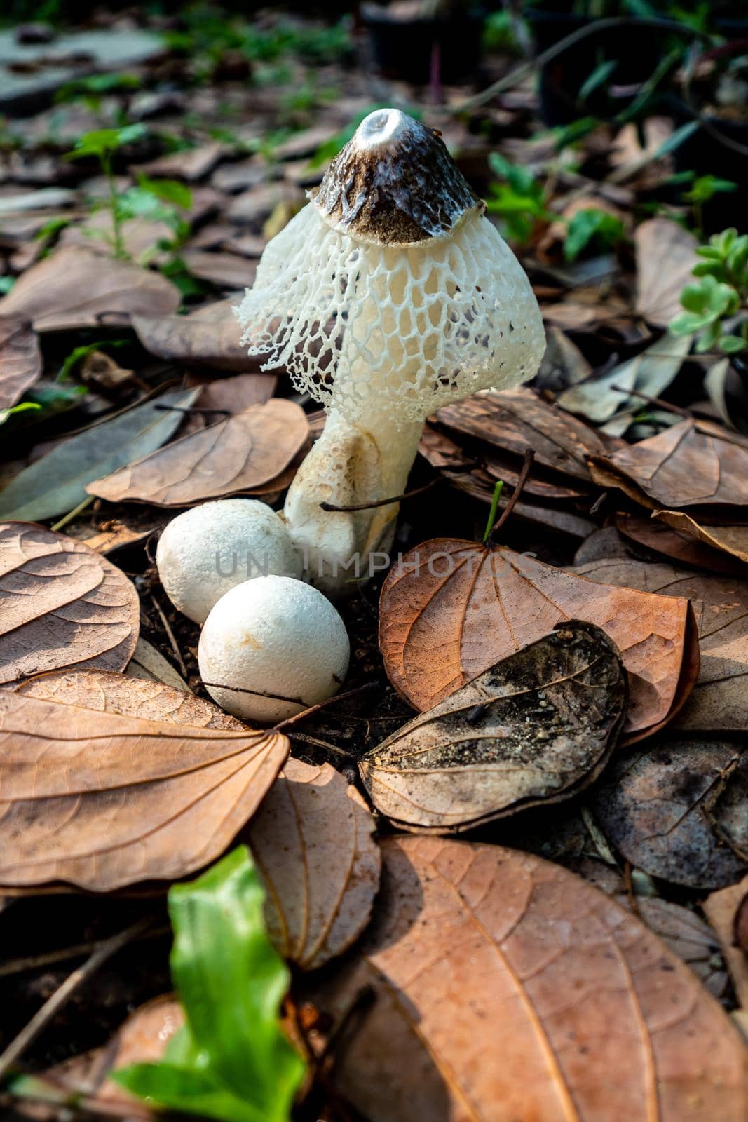 Dancing mushroom growing on the ground full of dry leaves by Satakorn