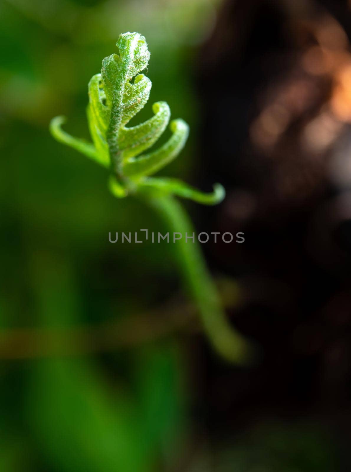 Close-up Freshness green leaves of Oak-Leaf fern on natural background by Satakorn