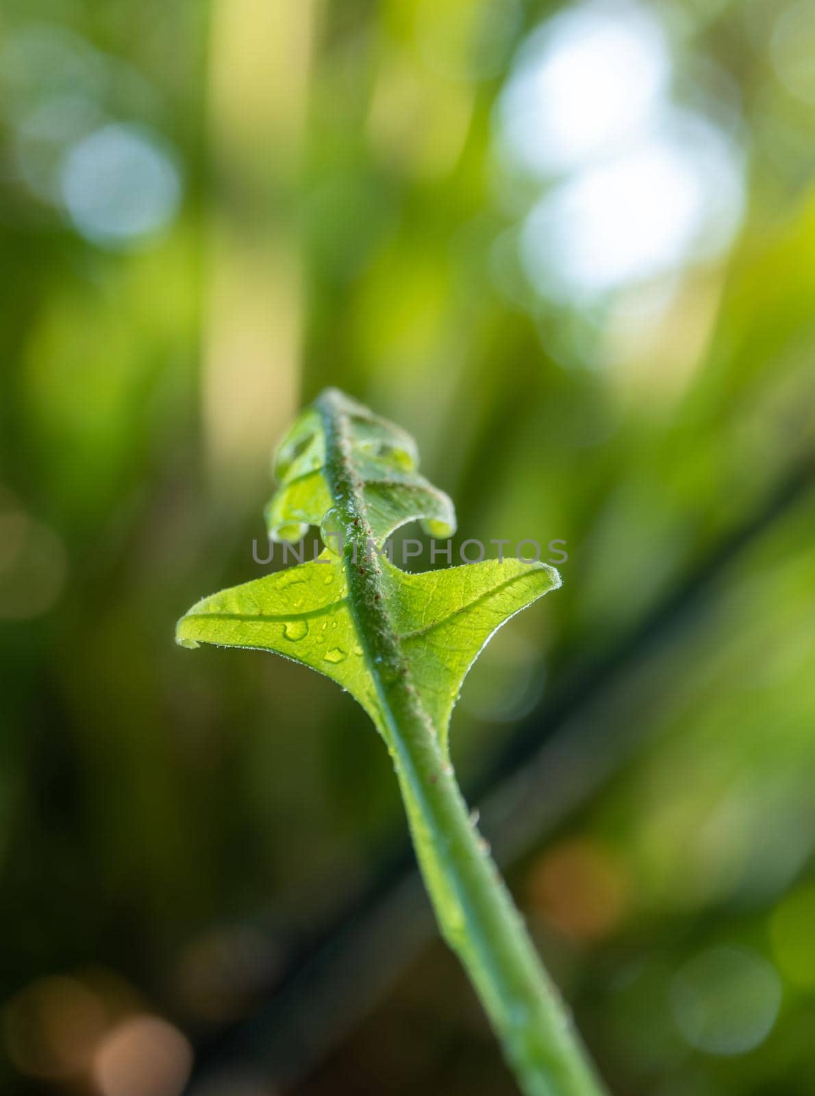 Close-up Freshness green leaves of Oak-Leaf fern on natural background by Satakorn