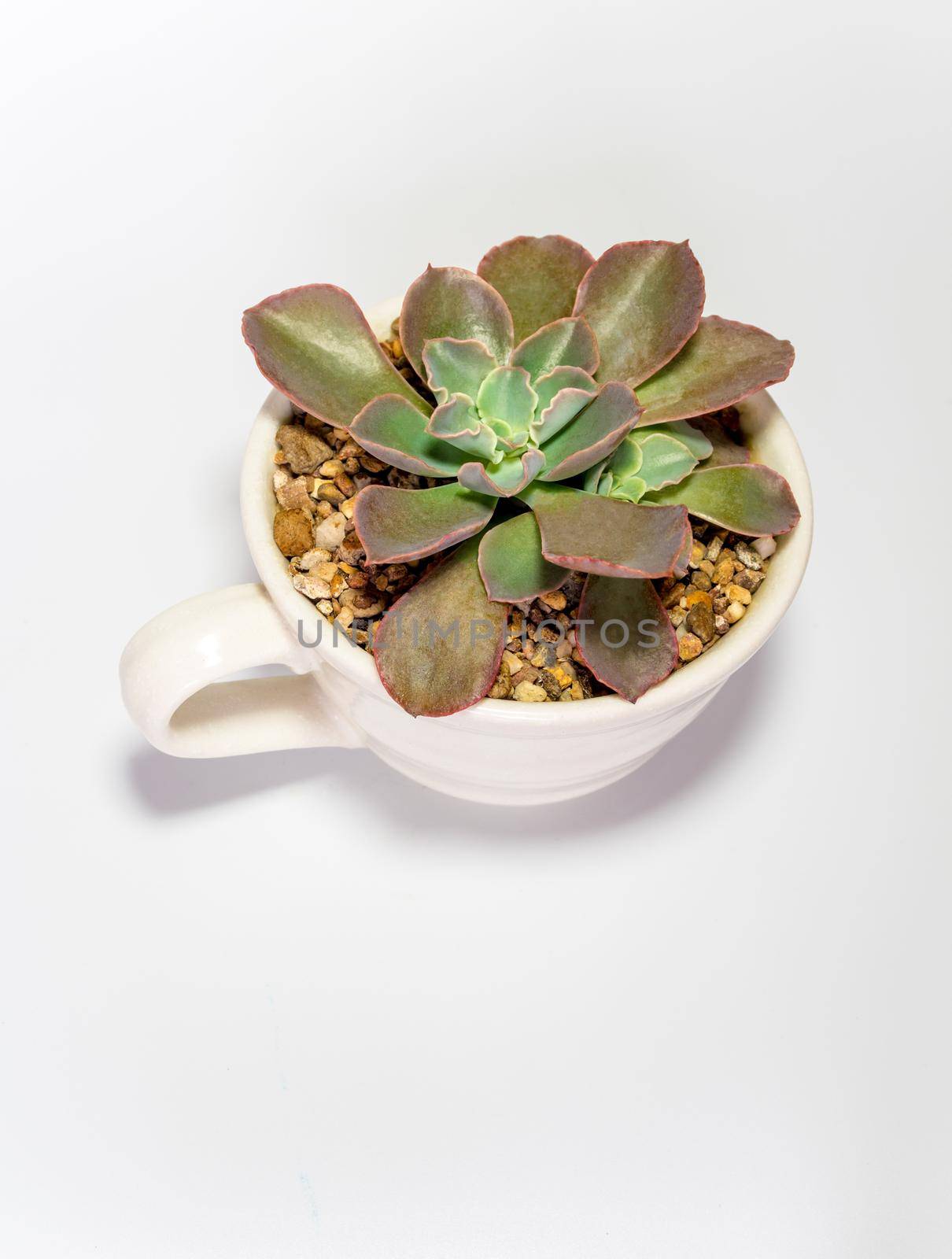 Earthenware pot and freshness leaves of Echeveria plant in white background