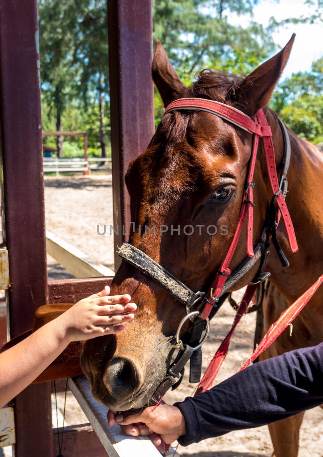 Horse close up That can see clear eyes, fine-hair skin, and wrinkles