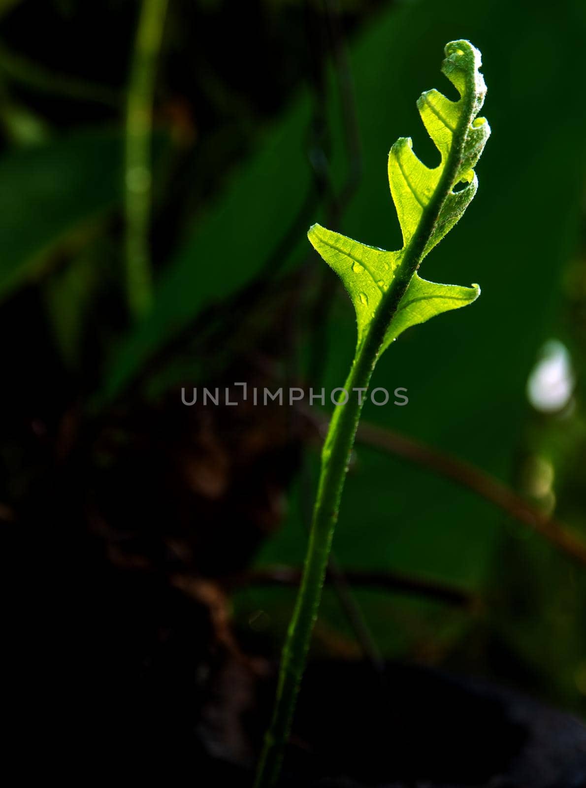 Close-up Freshness green leaves of Oak-Leaf fern on natural background by Satakorn