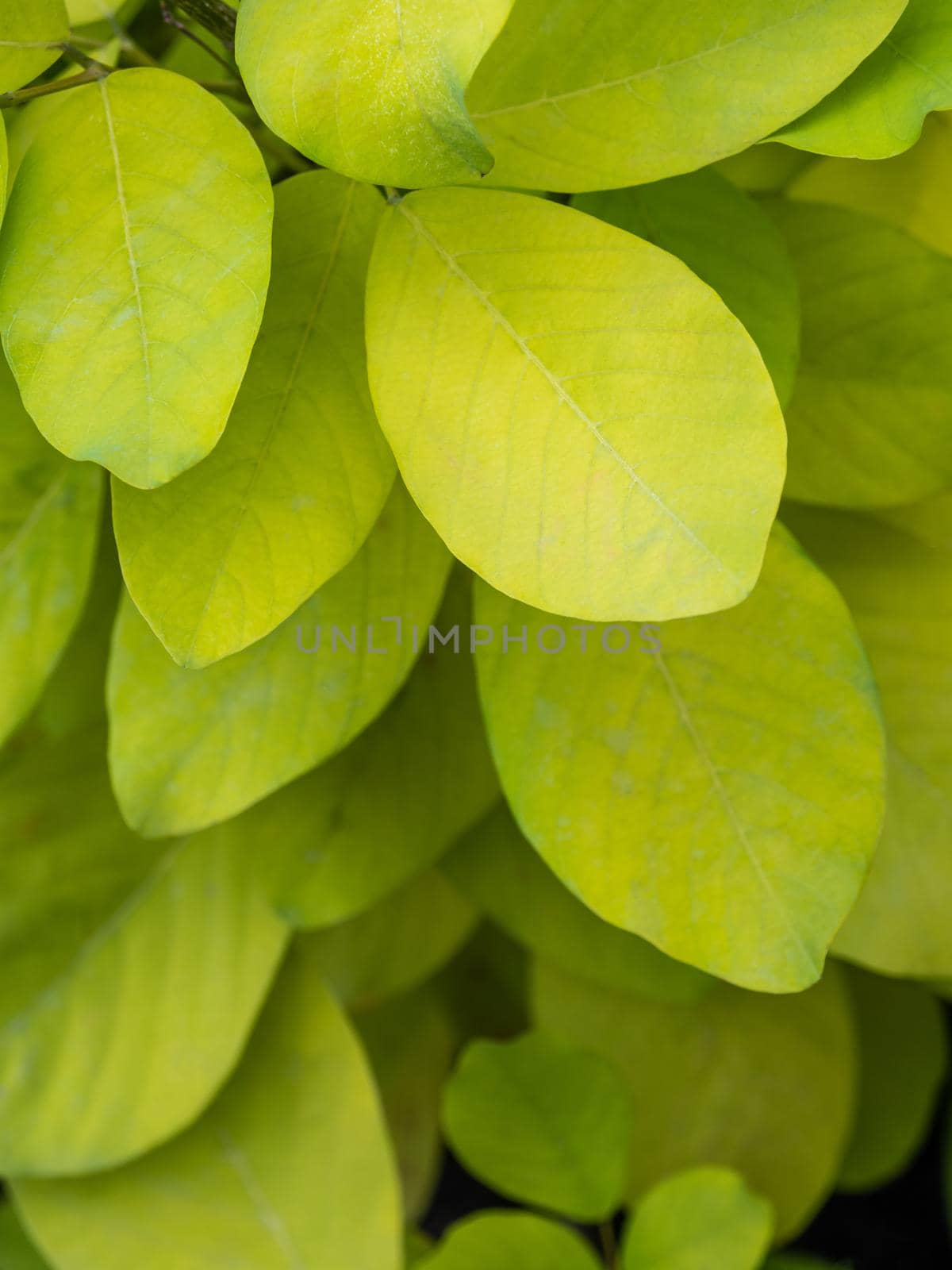 Golden yellow leaves by species of Dendrolobium umbellatum