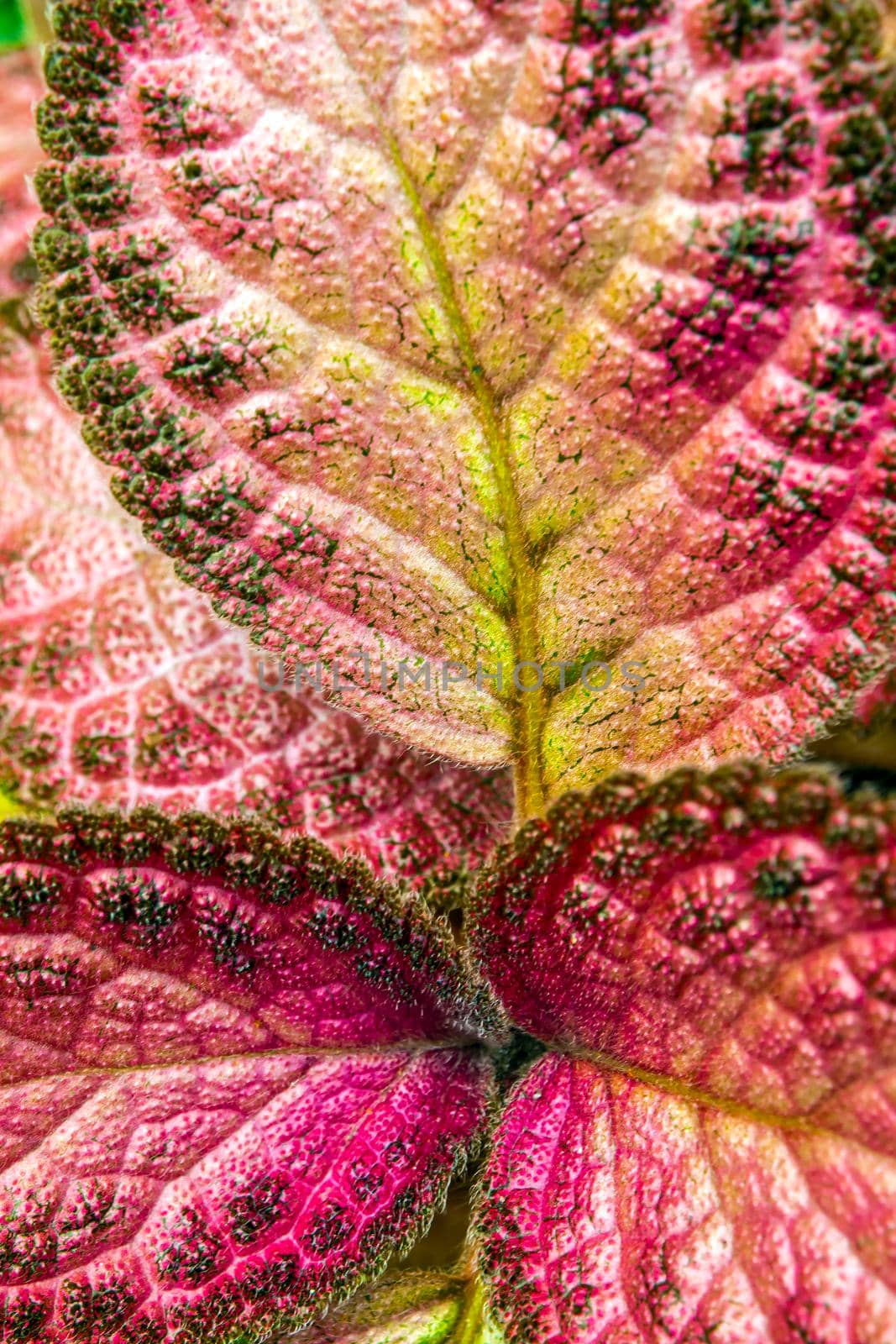 Colorful pattern and soft fur on the leaf surface of the Carpet Plant by Satakorn