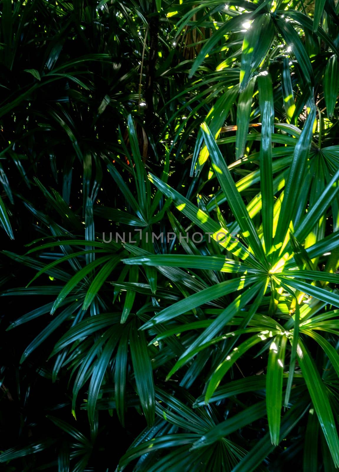 Freshness tropical leaves surface in dark tone as rife forest background by Satakorn