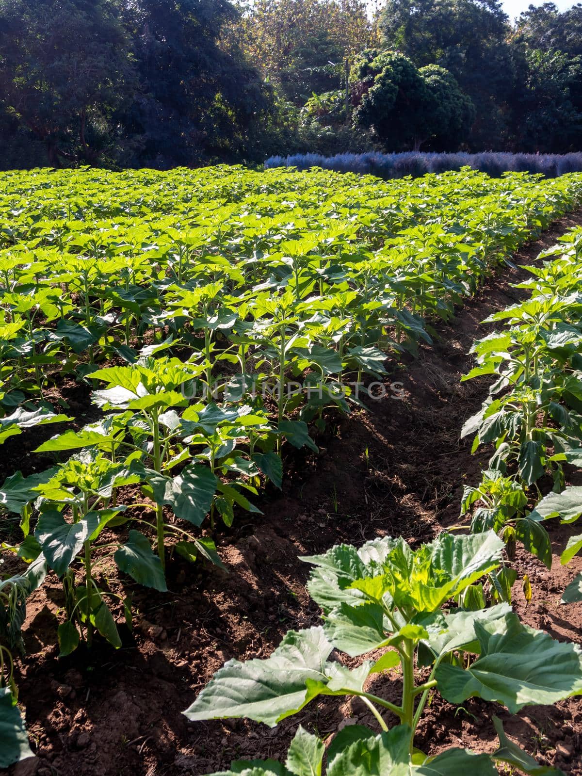 The row of sunflowers plants in the field