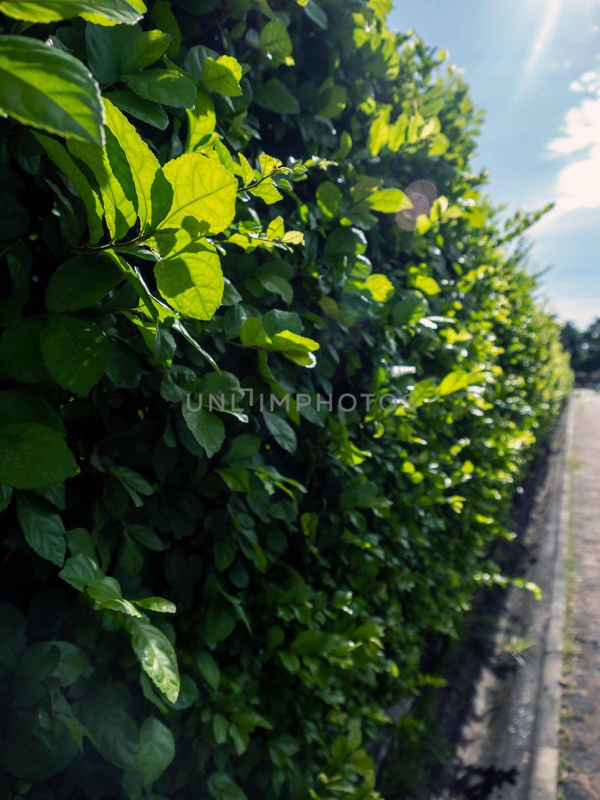 Tight canopy Siamese rough bush trees plantation for fence