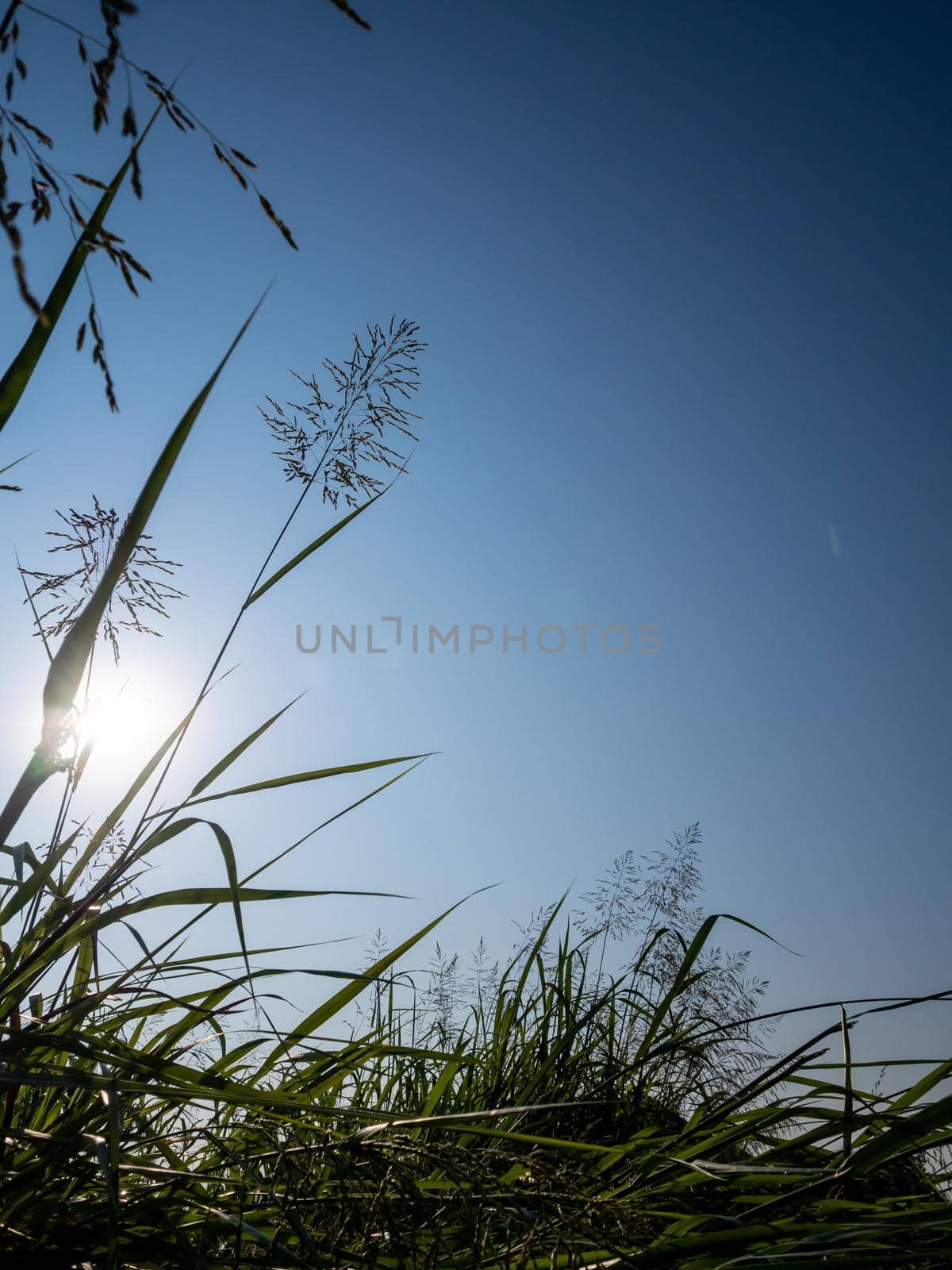 Flower of Phragmites karka grass in the bright sunlight and fluffy clouds in blue sky