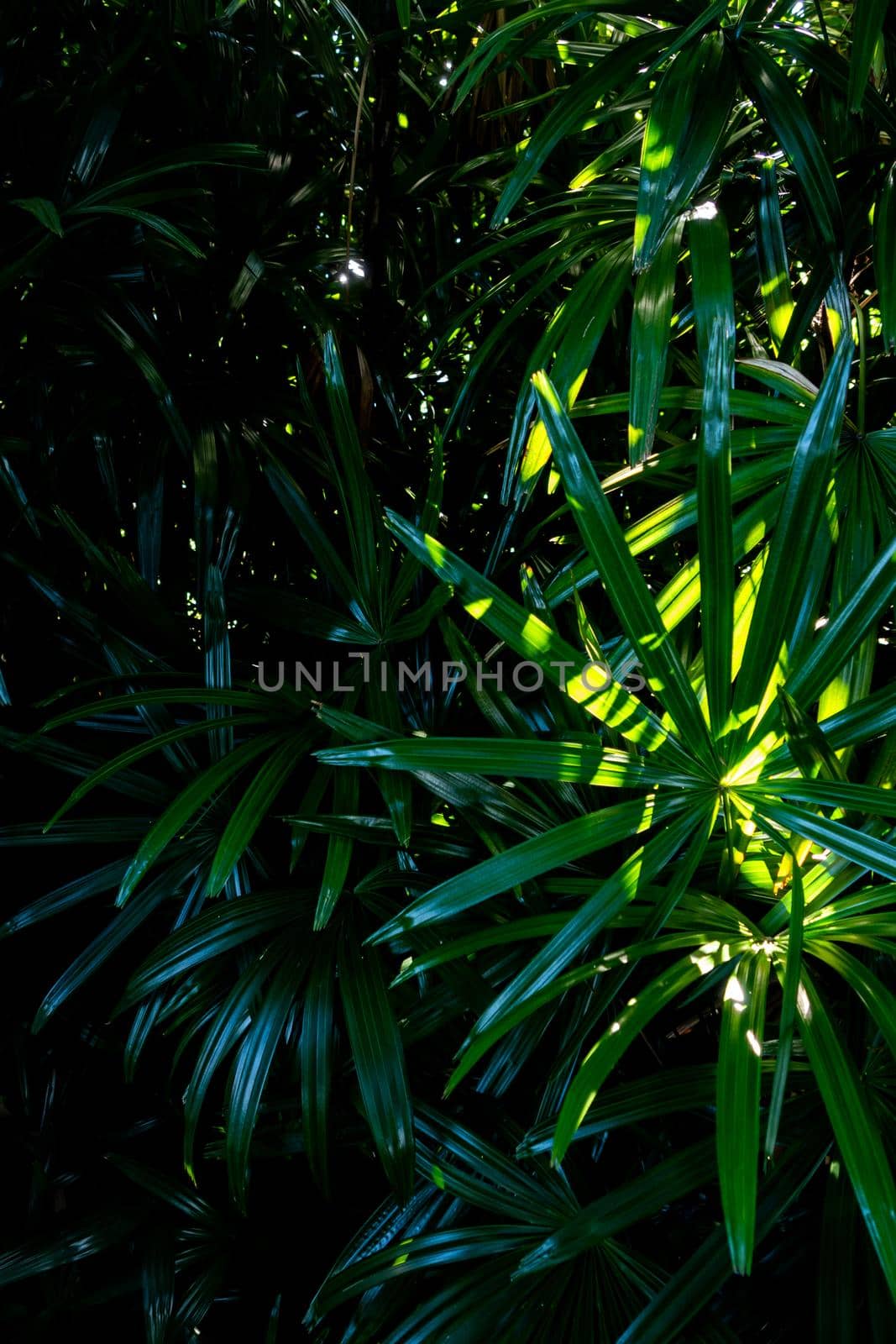 Freshness tropical leaves surface in dark tone as rife forest background by Satakorn