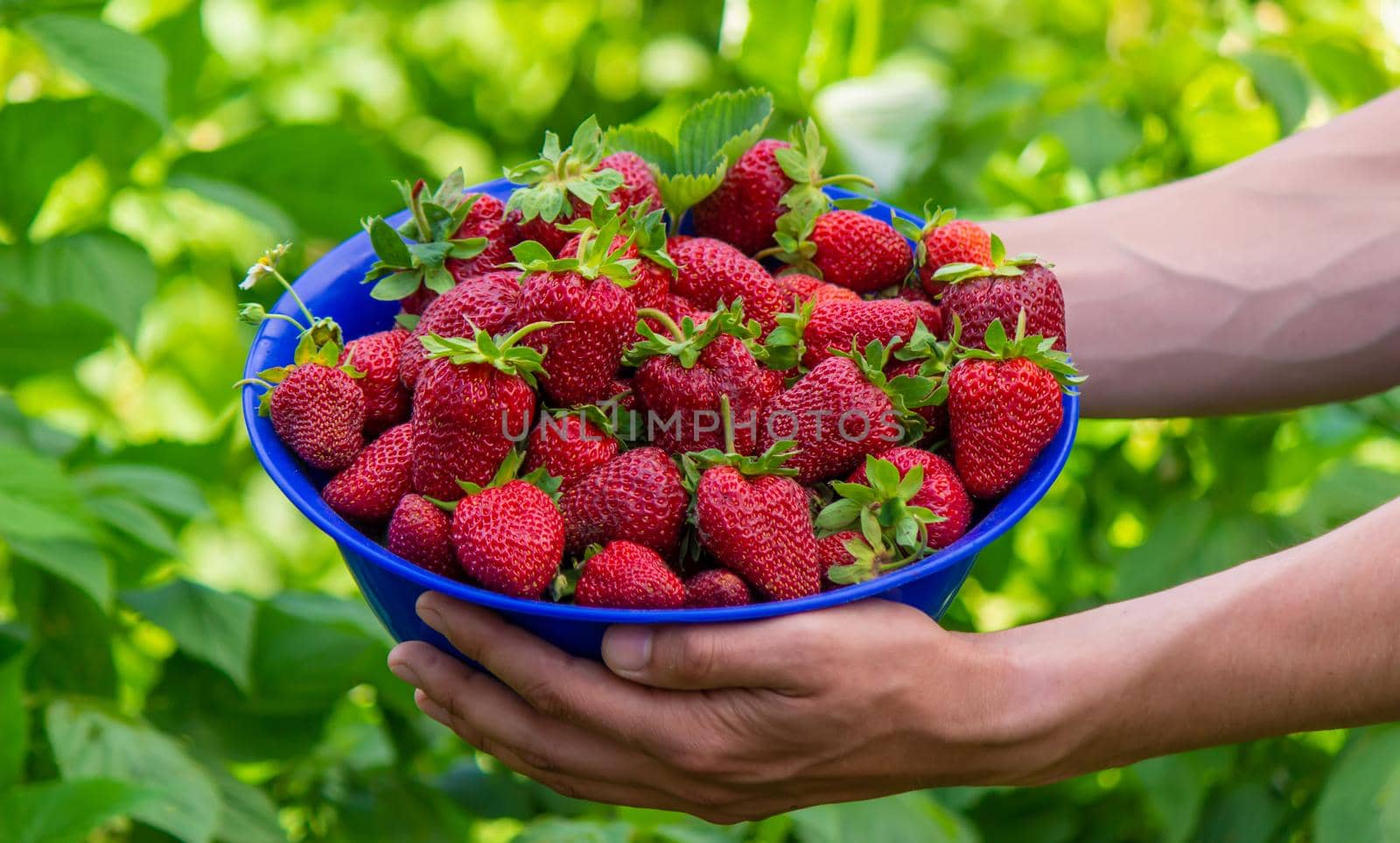 the farmer is holding a bowl of freshly picked strawberries. selective focus