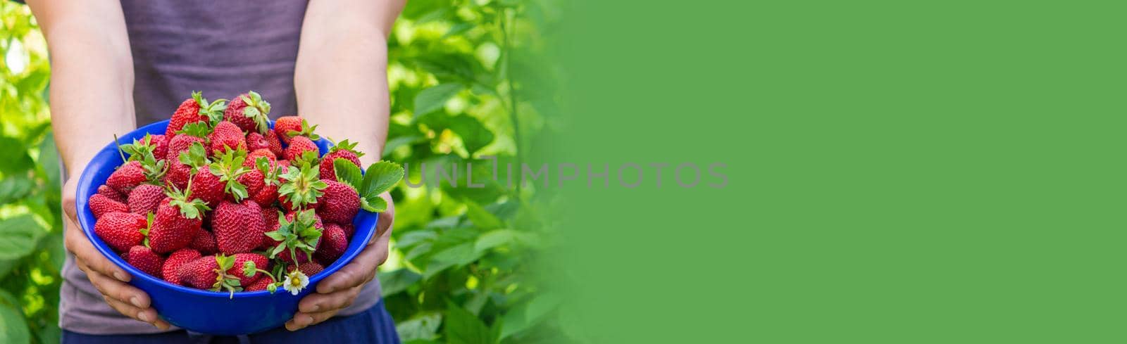 the farmer is holding a bowl of freshly picked strawberries. selective focus