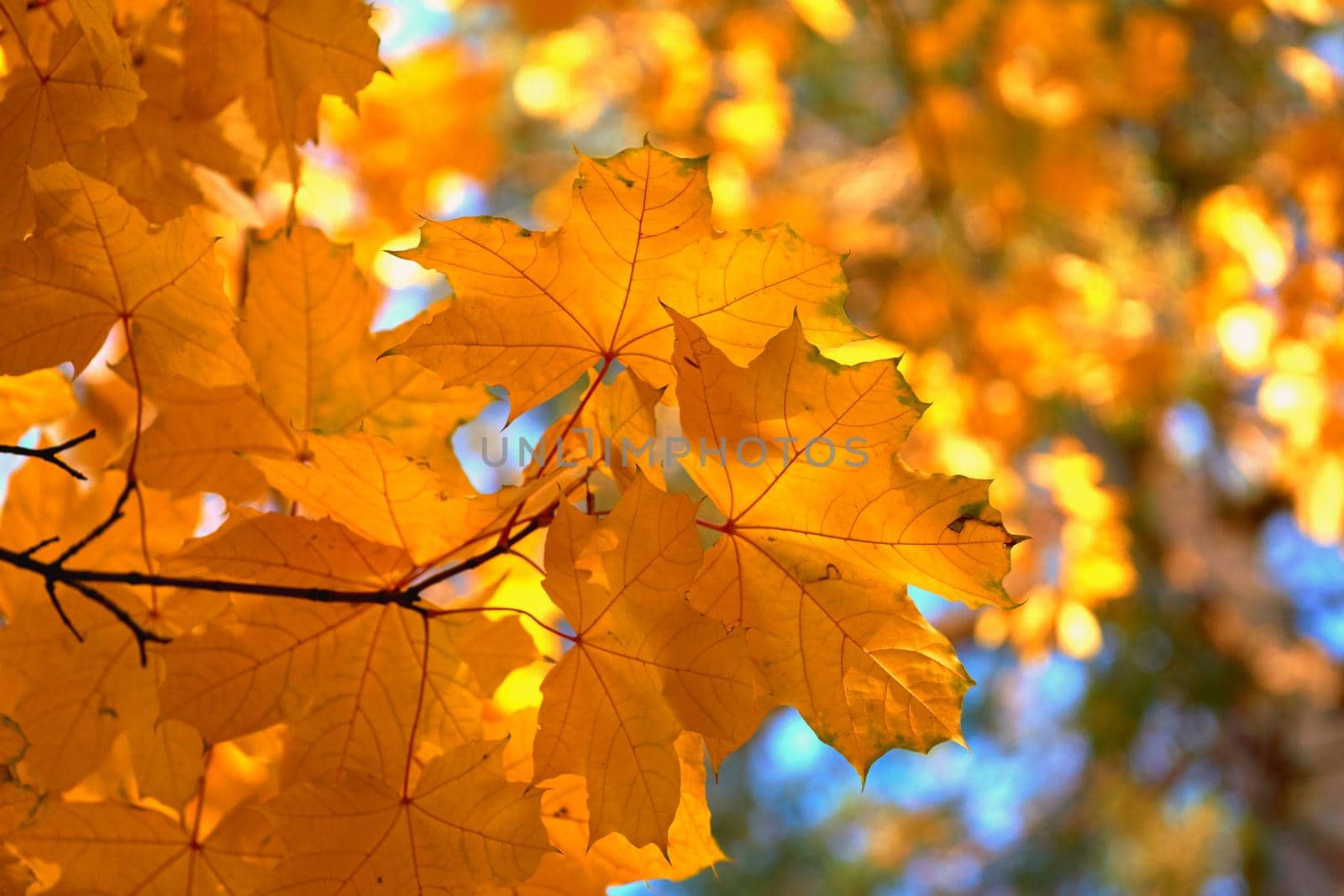 Autumn bright maple leaves in sunny day by jovani68