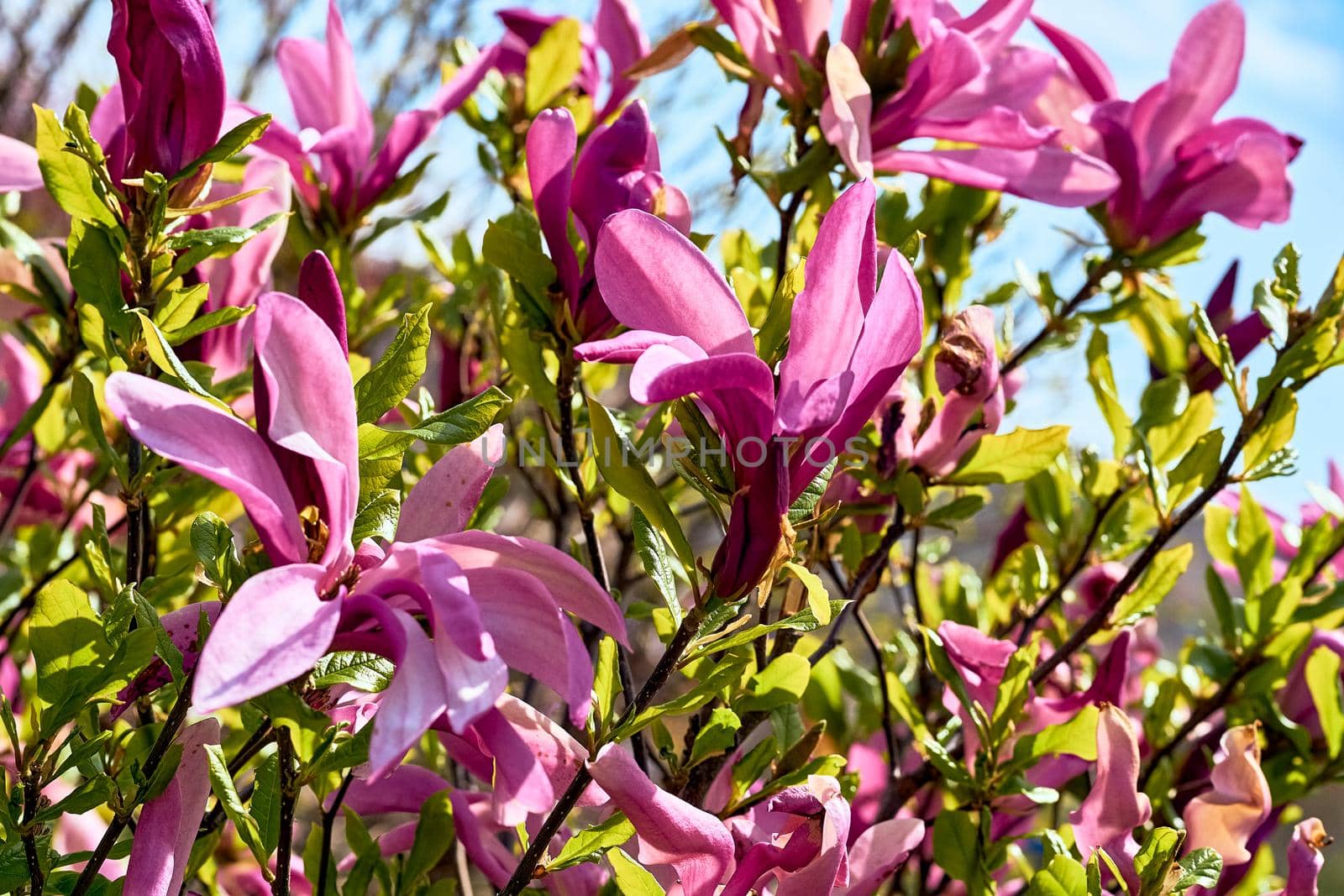 Magnolias are widely grown as ornamental trees. by jovani68