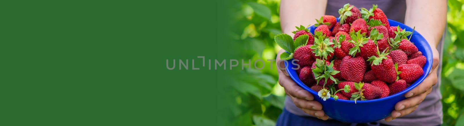 the farmer is holding a bowl of freshly picked strawberries. selective focus