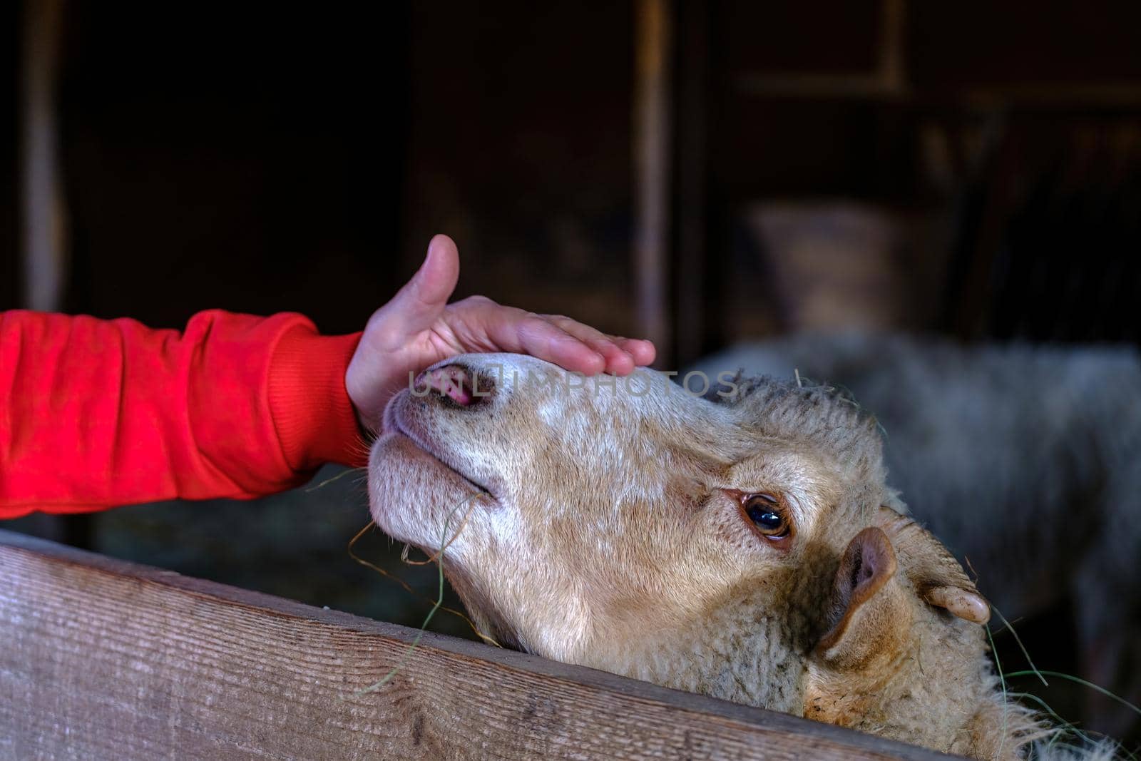 wonam caresses the sheep. Female hands caress the head of a sheep by igor010