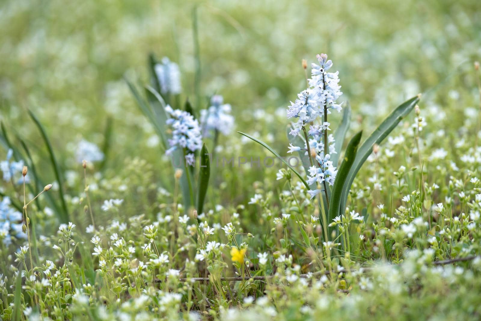 Beautiful bluebells in the forest of Scotland, macro with blurred background