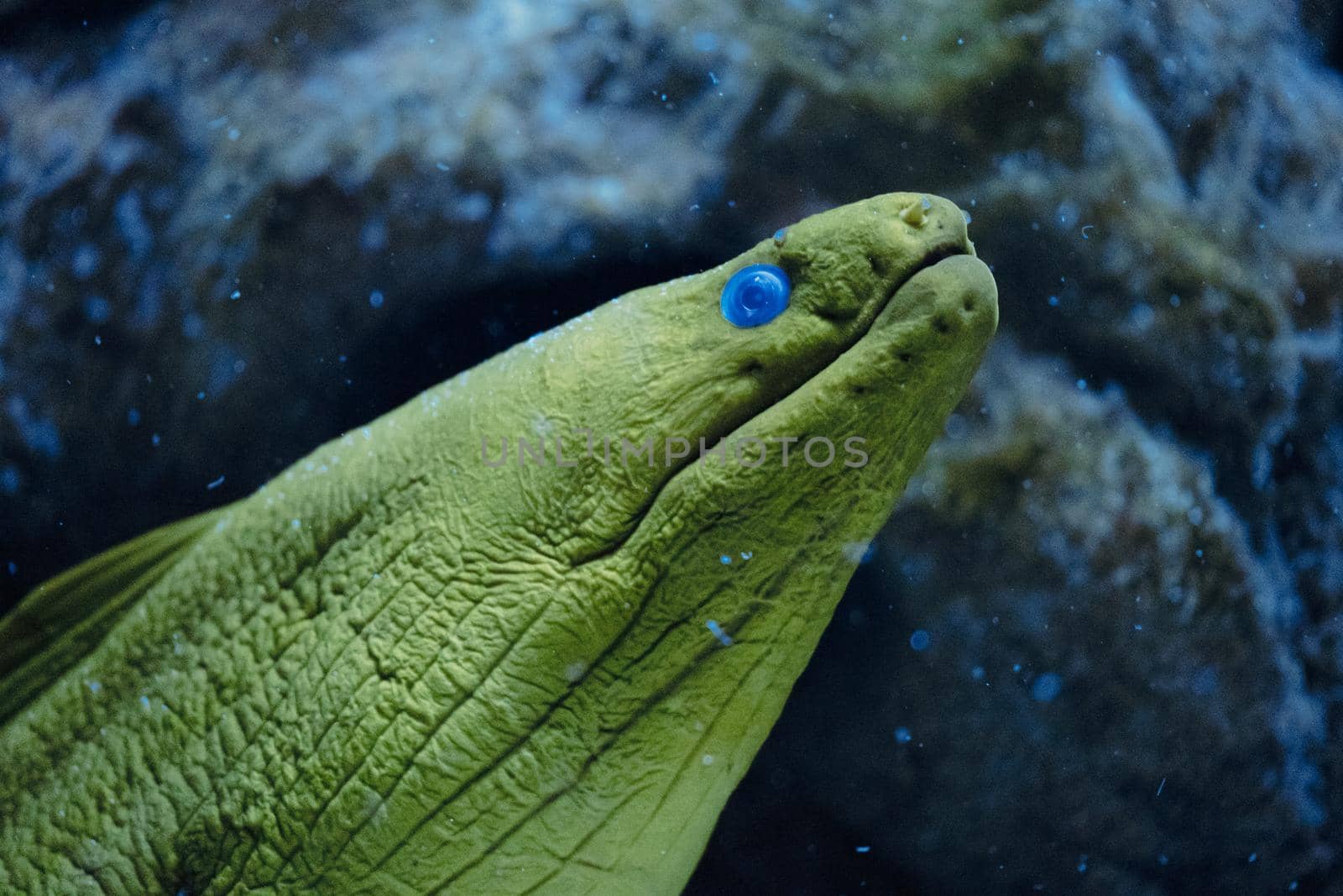 Moray Eel (Gymnothorax thyrsoideus) known as Grey-Faced Moray Eel, Slender Moray Eel, Freckled Moray Eel in coral reef near Aniloa, Batangas, Philippines.