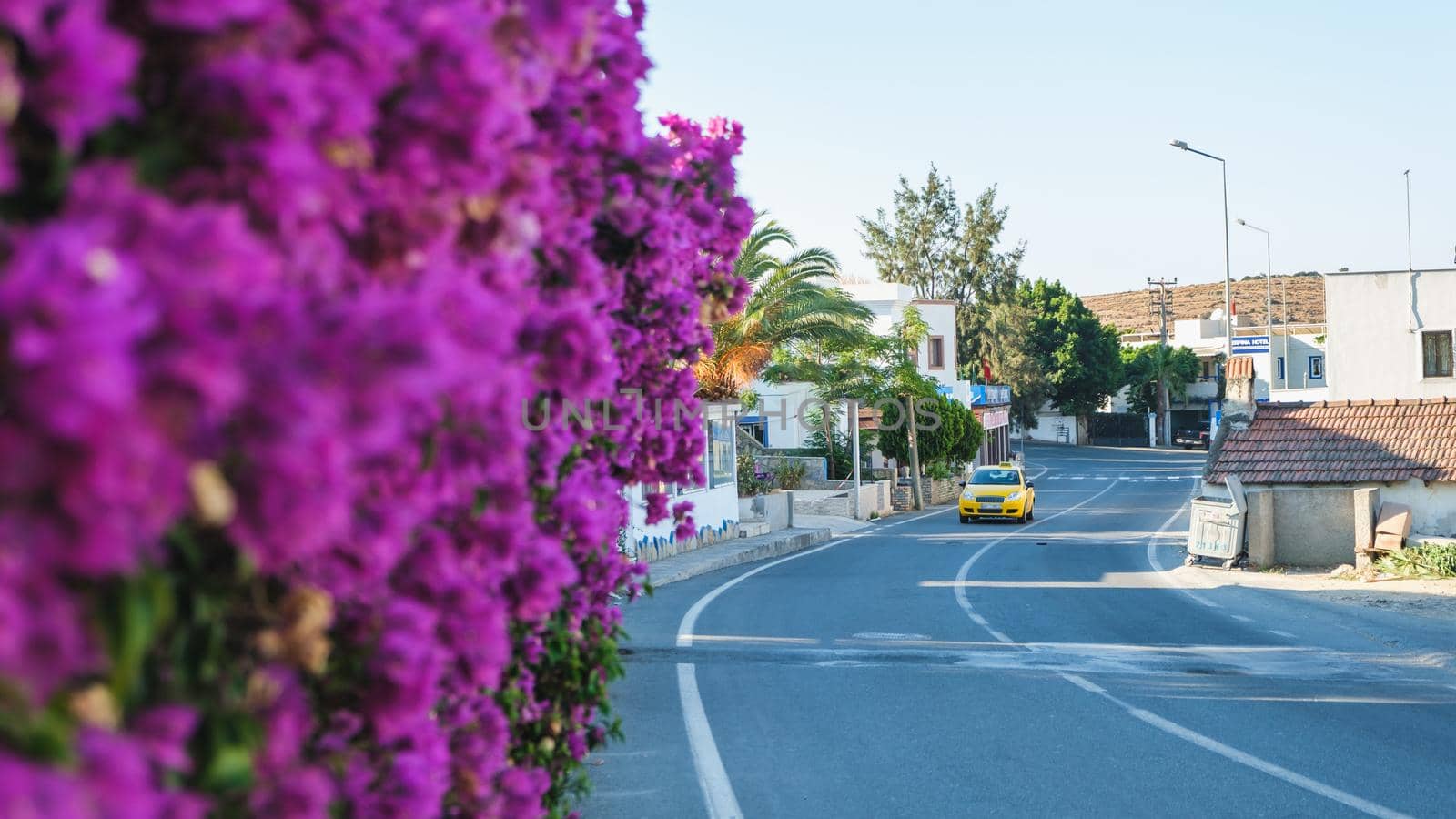 Yellow taxi on the road in warm country with purple flowers