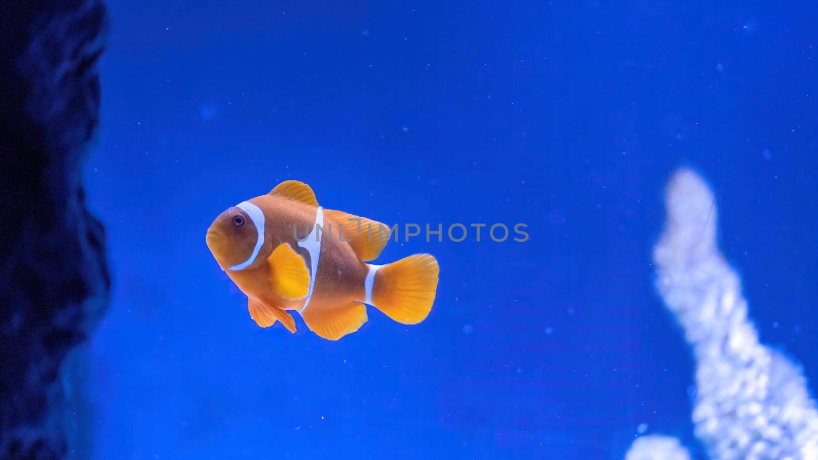 Colorful reef fish. Ocellaris clownfish, Amphiprion ocellaris, also known as the false percula clownfish or common clownfish by igor010