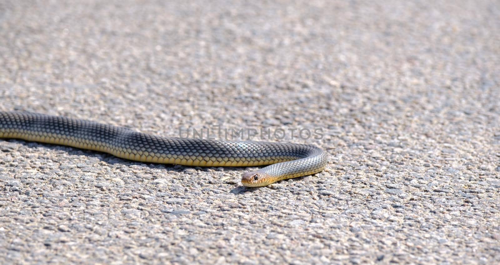 Common Ribbon Snake on the ground. Portrait - close up, small brown snake crawling on the road.